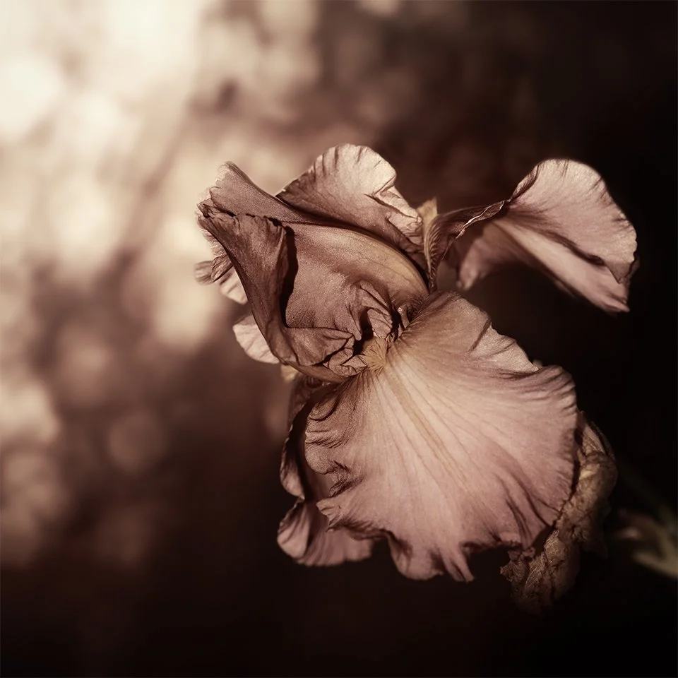 Iris Form No. 01