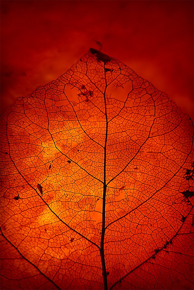fineart-red-skeleton-leaf-print-nahidenaderi.jpg