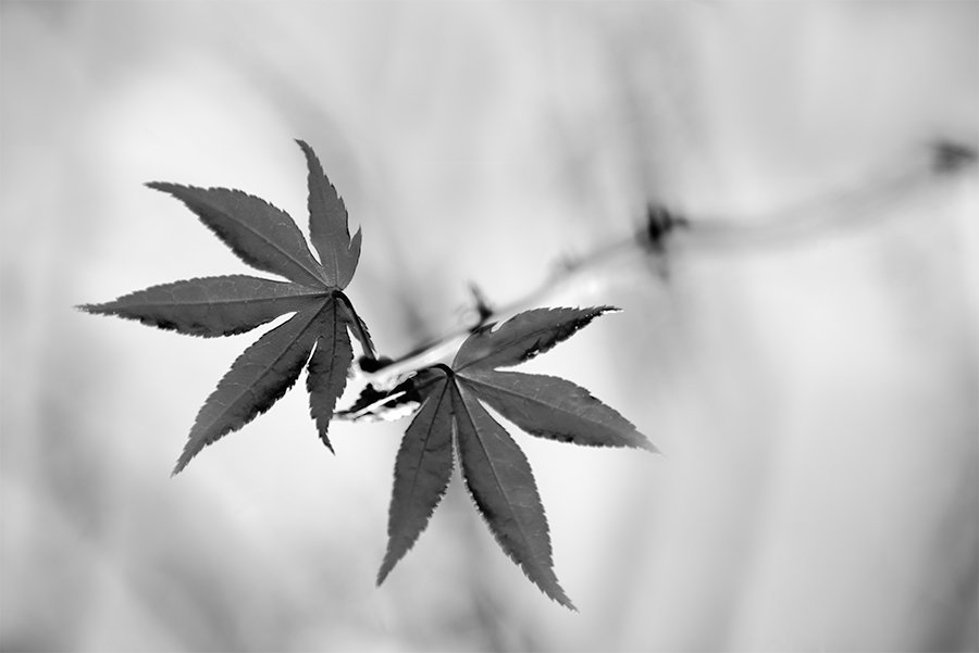 Black-and-white-abstract-maple-leaf-nahidnaderi.jpg