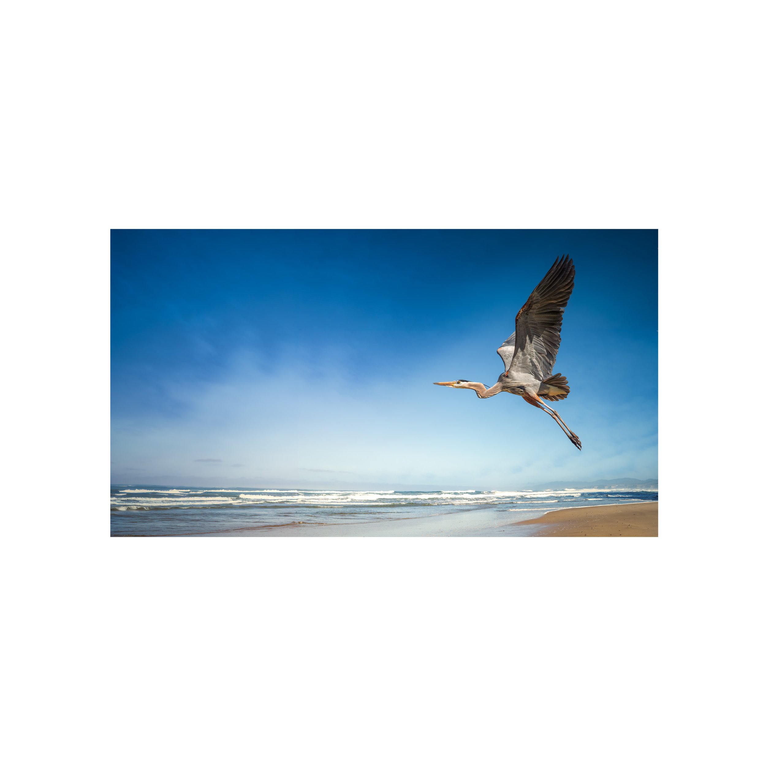 great-blue-heron-in- flight-no.1-nahidnaderi.jpg