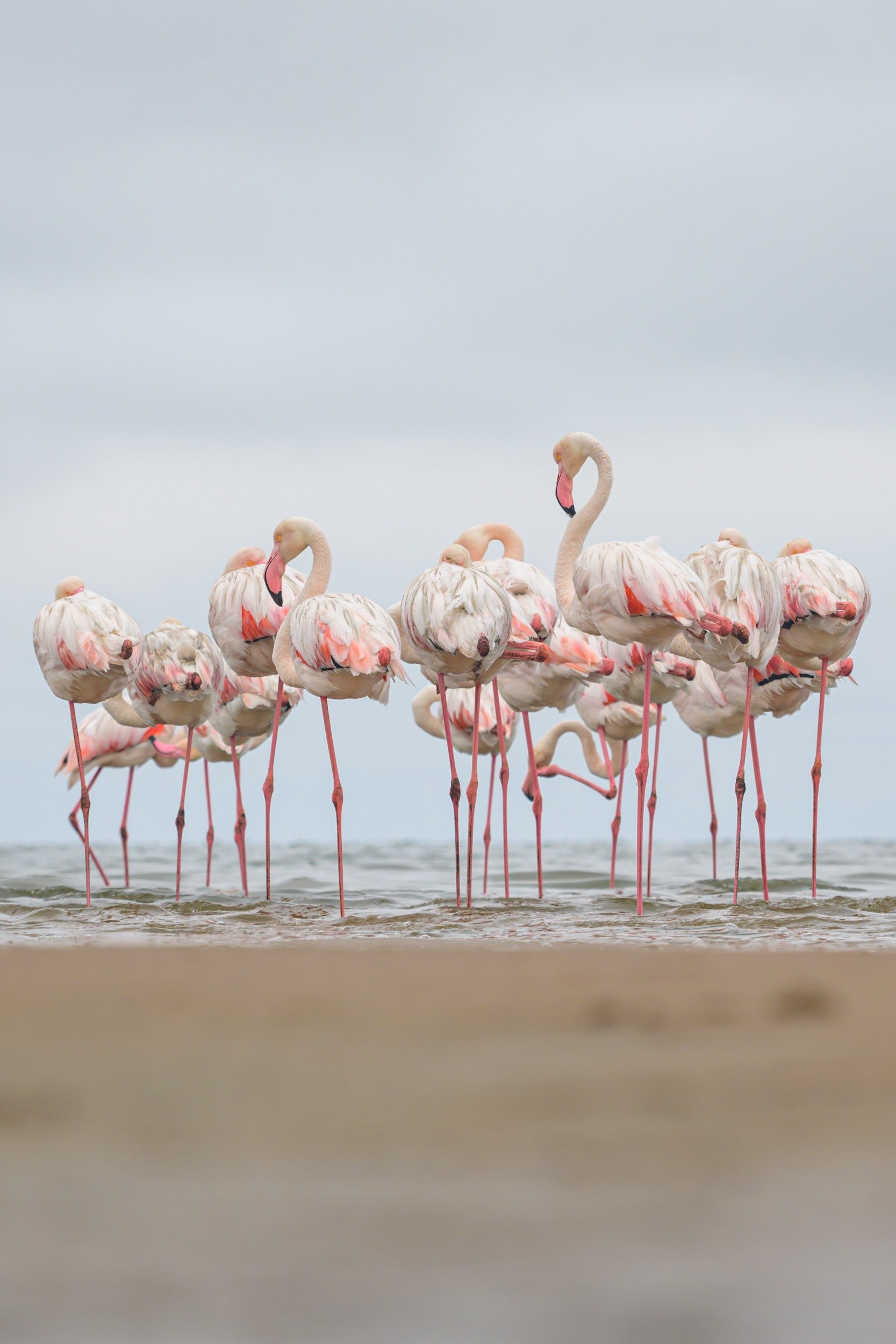 Flamingos, motorbike tours, Namibia