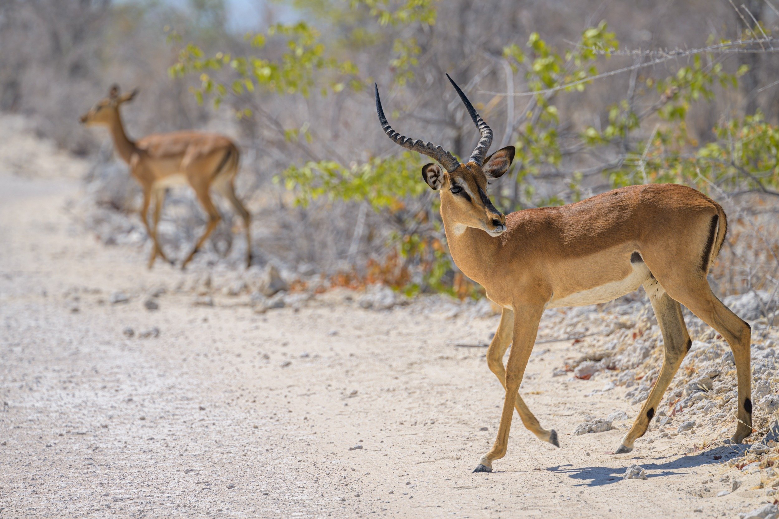 Namibia, motorbike tours, wild life, impala