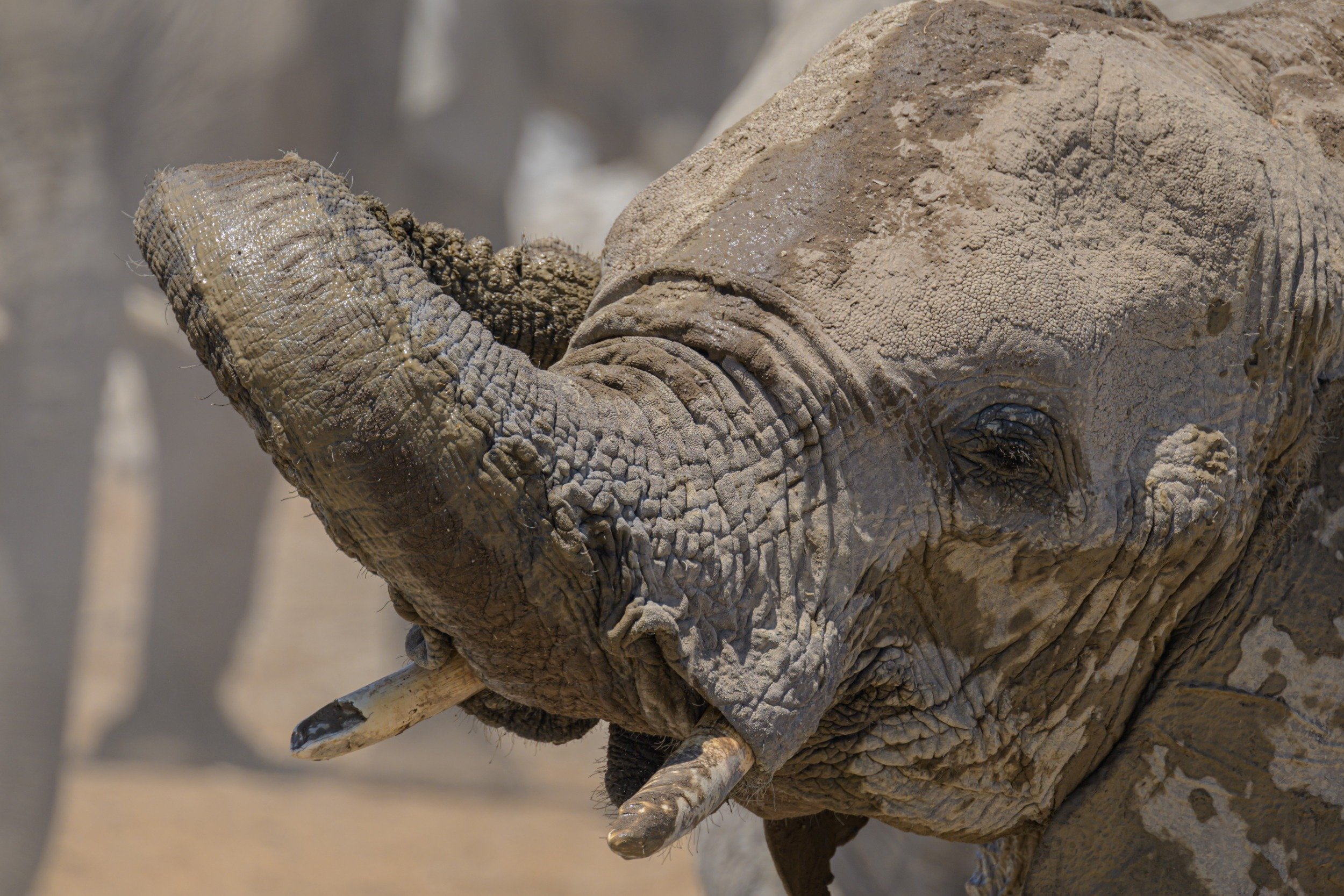 Namibia, motorbike tours, elephants, Etosha national park