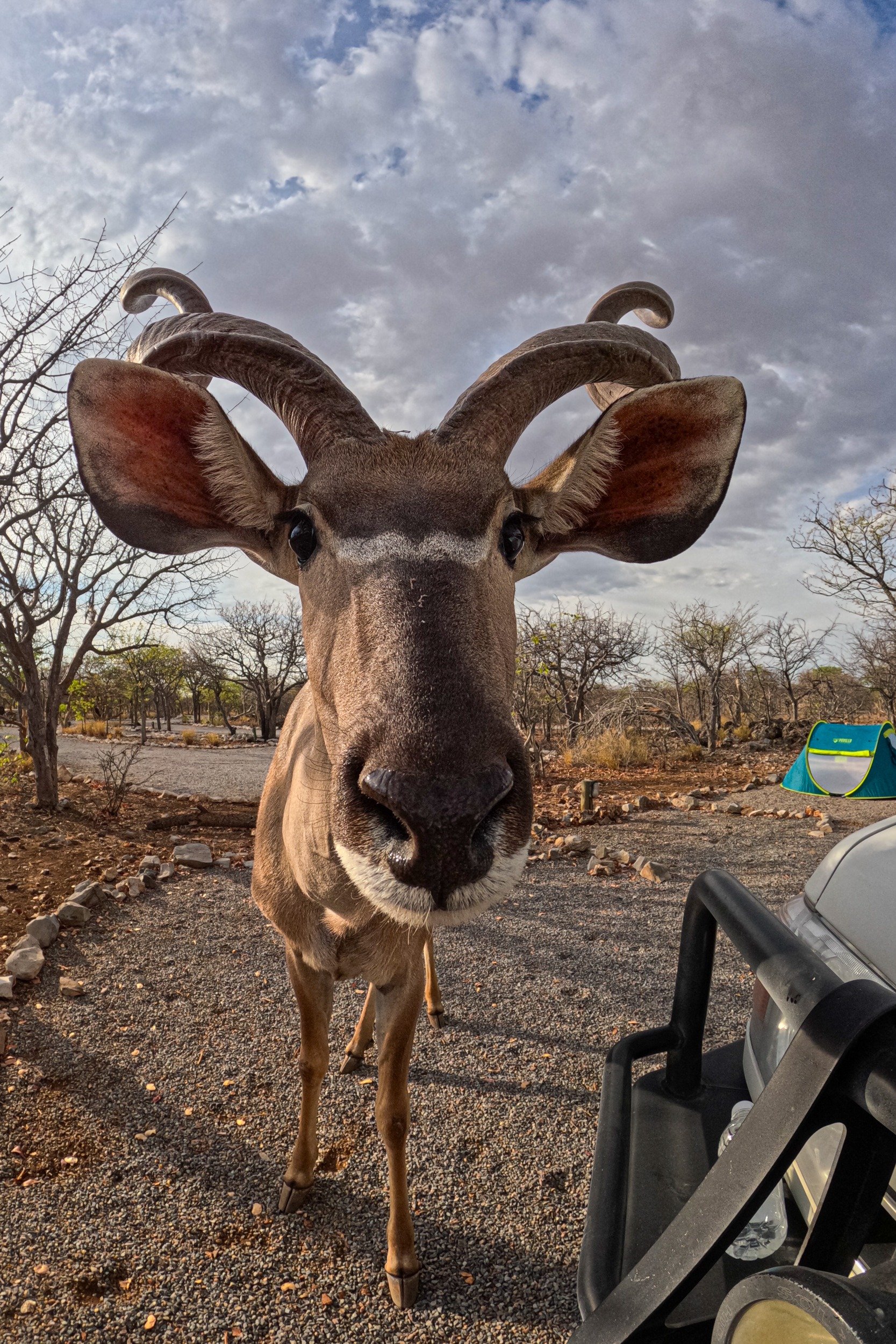 Kudu motorbike tours