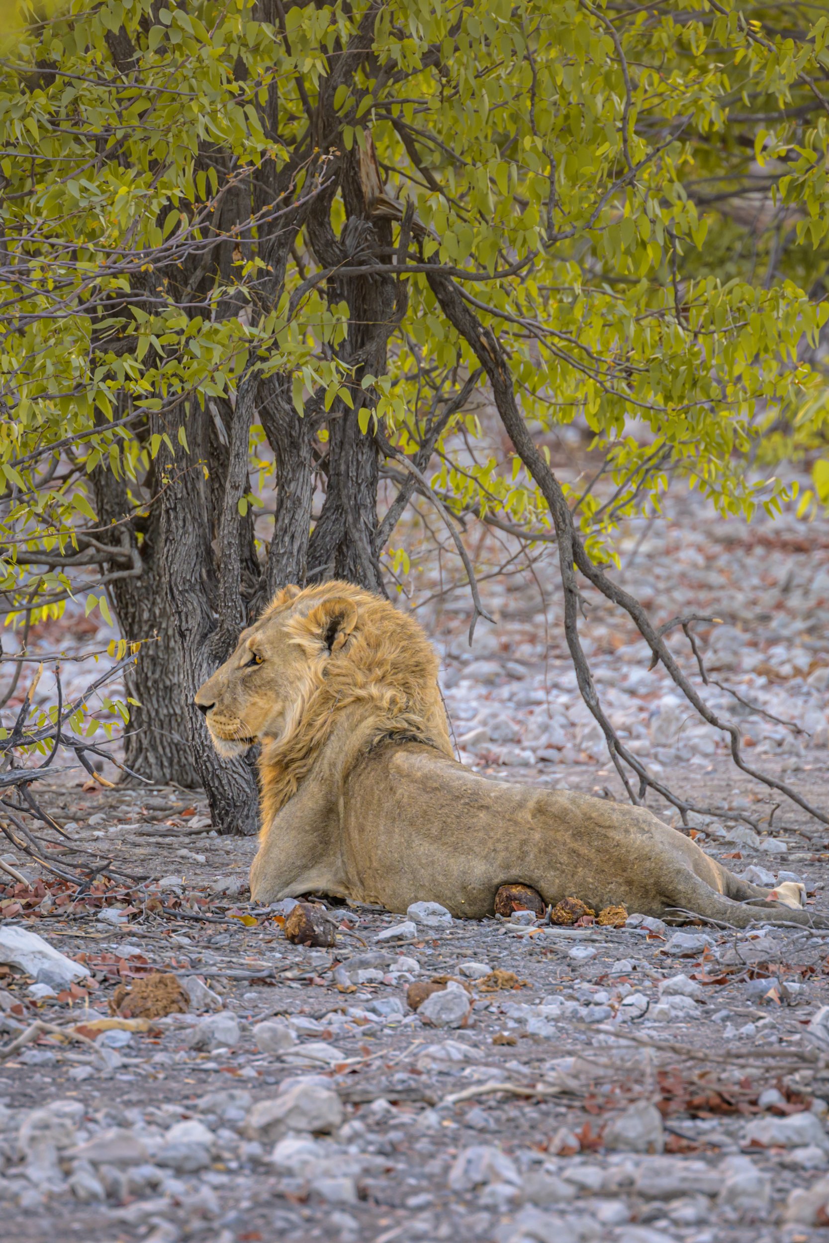 Namibia, motorbike tours, Etosha National Park, lions