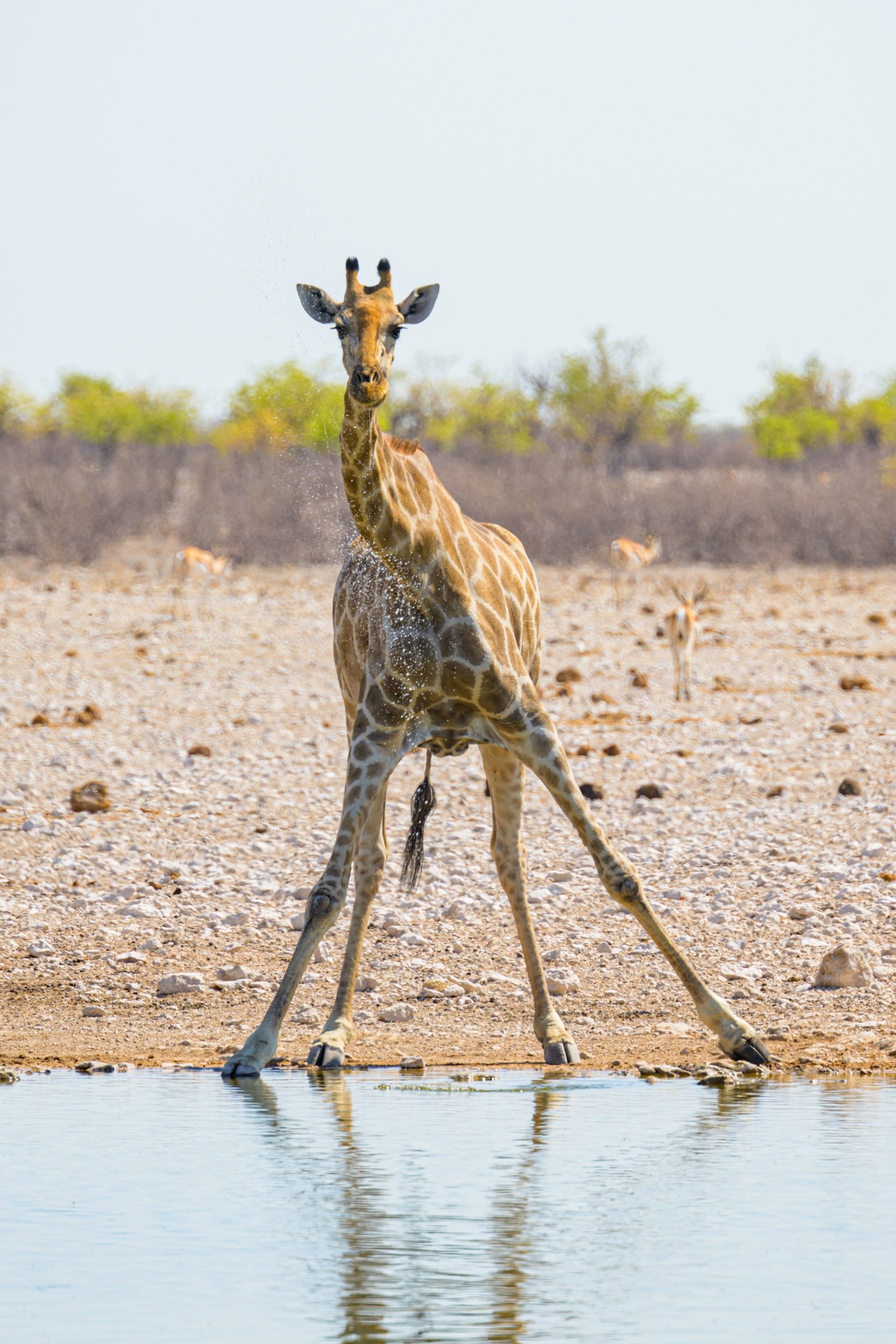 Namibia, motorbike tours, Giraffe, Etosha national park