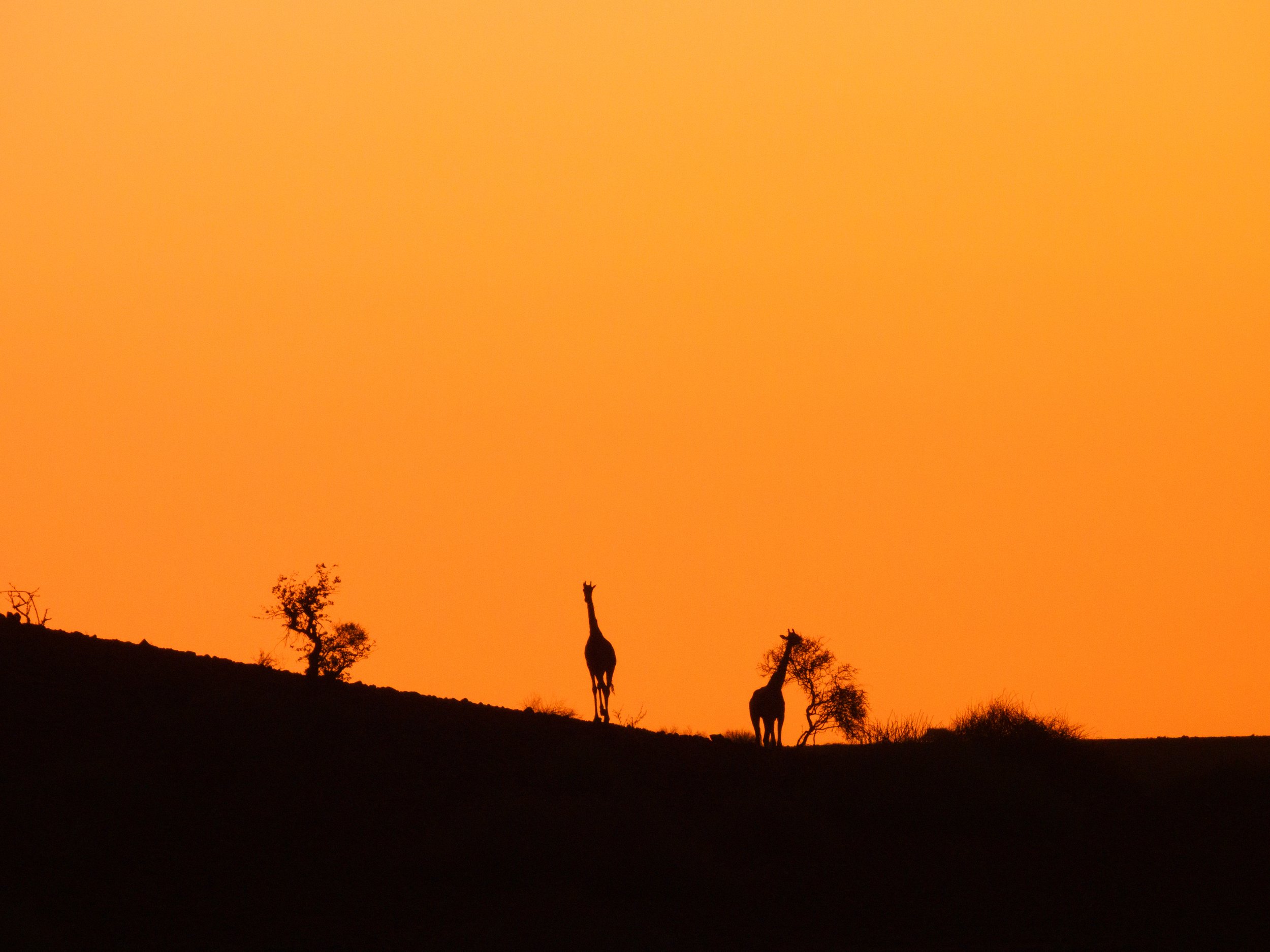 Namibia, motorbike tours, Giraffes, African sunset