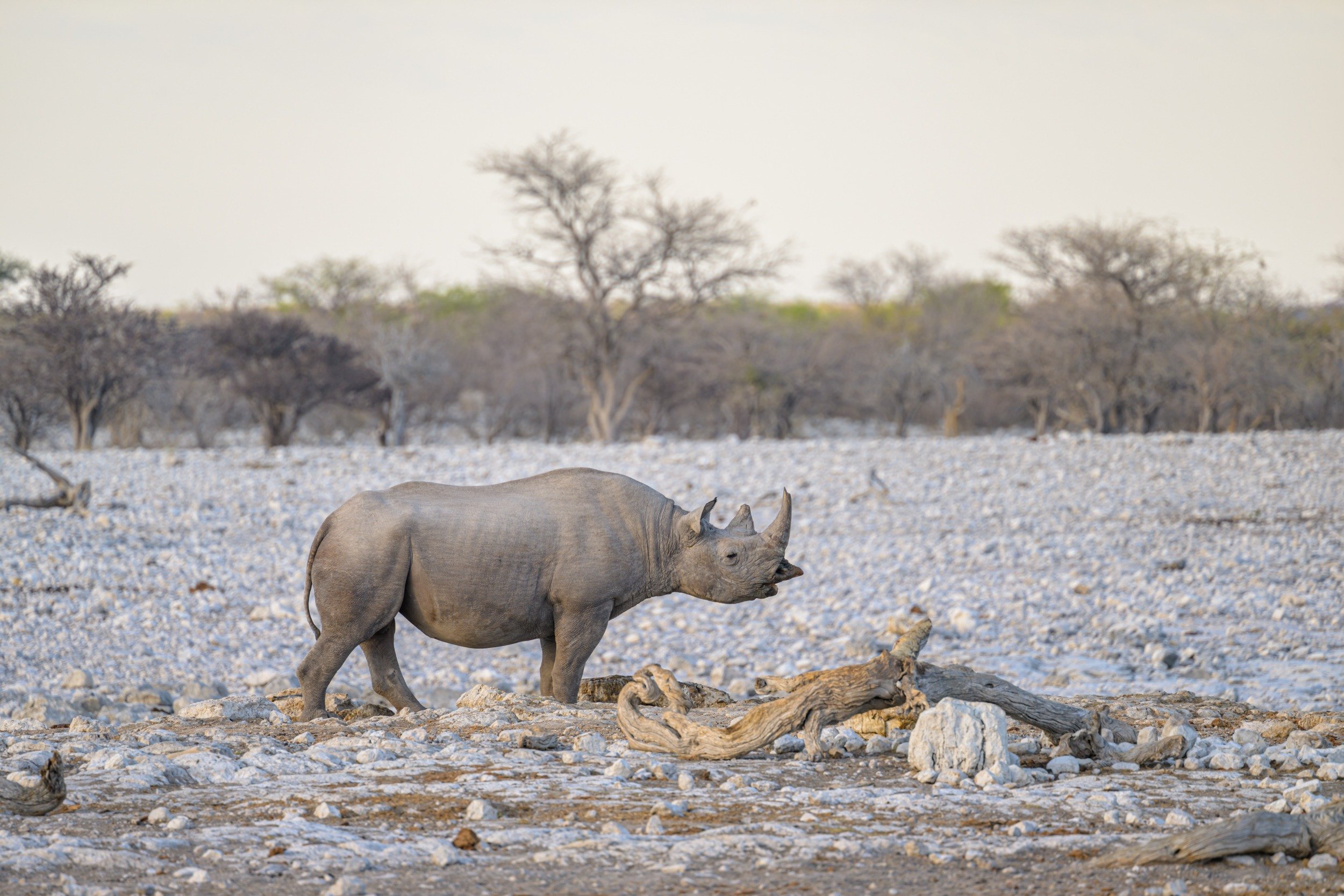 Namibia, motorbike tours, Rhino, Etosha national park