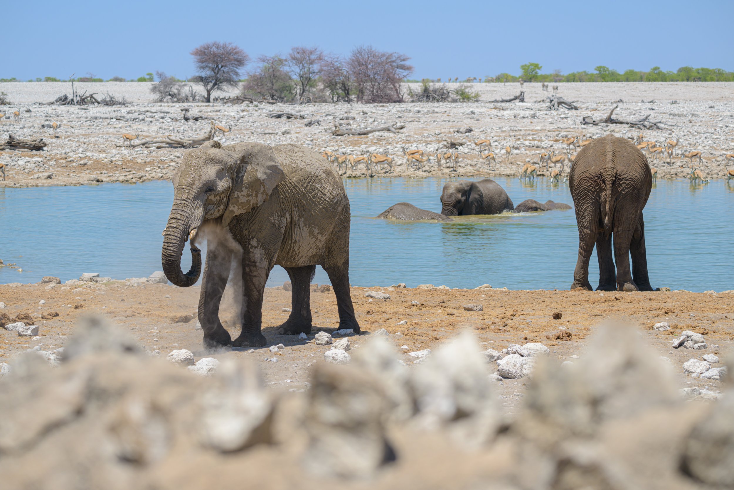 Namibia, motorbike tours, Elephants, Etosha national park