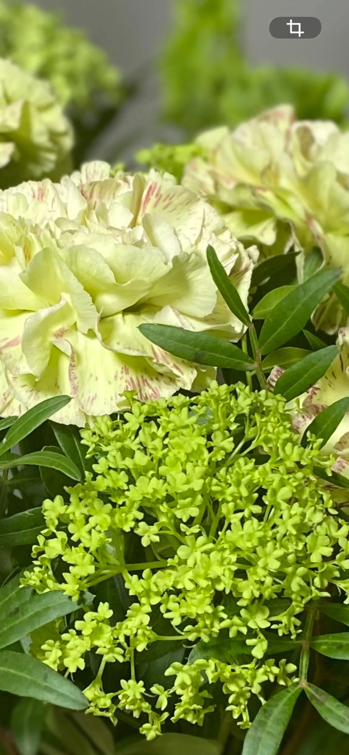 Regalar Flores Verdes en Madrid | Betty and Brooke