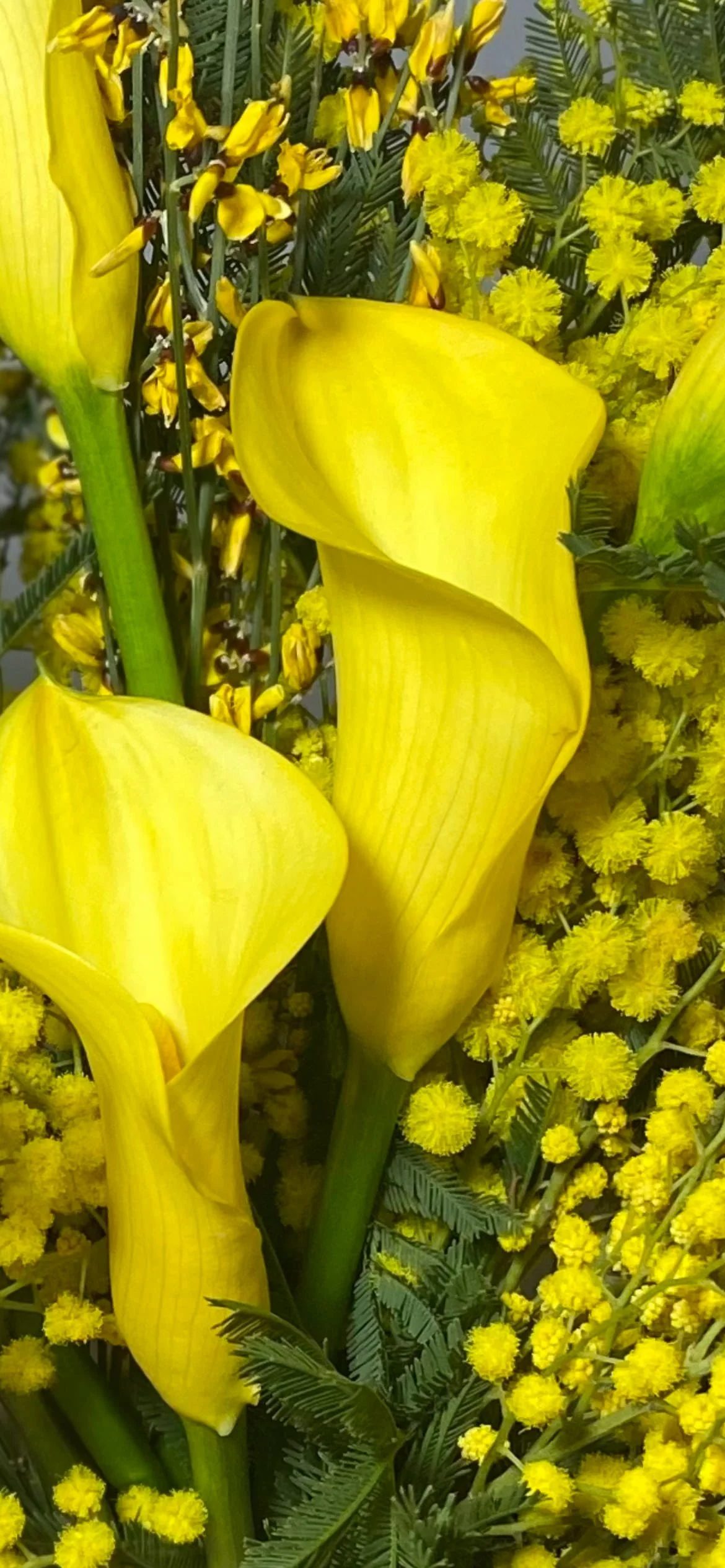 Regalar Flores Amarillas en Madrid | Betty and Brooke