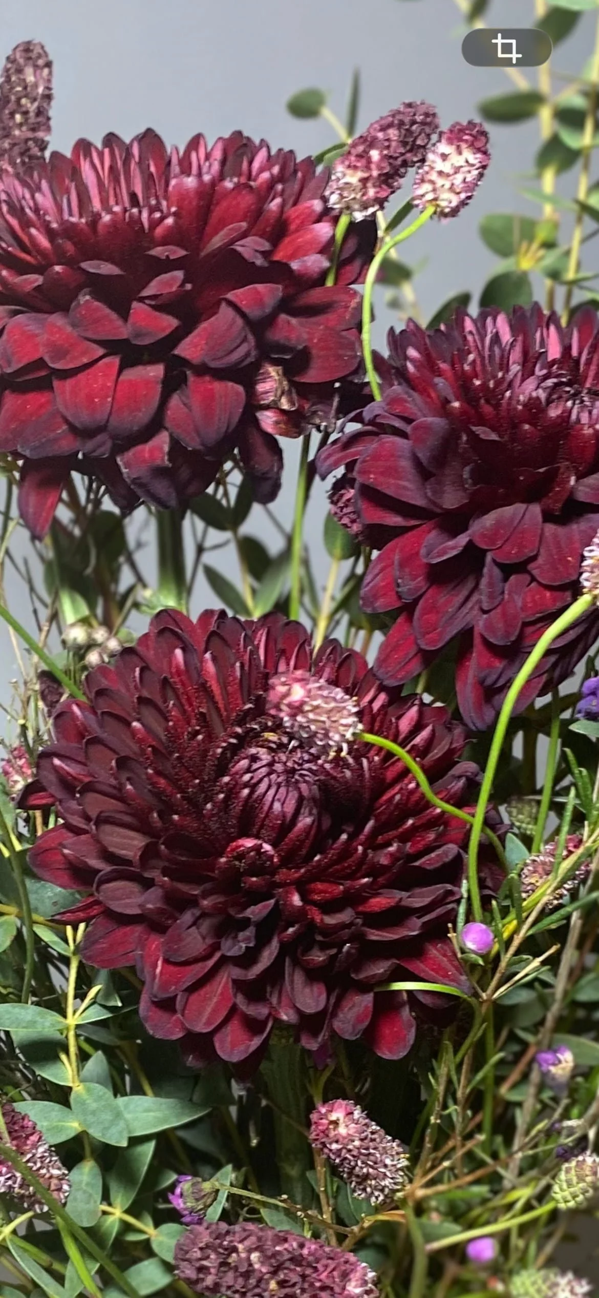 Regalar Flores Burdeos en Madrid | Betty and Brooke