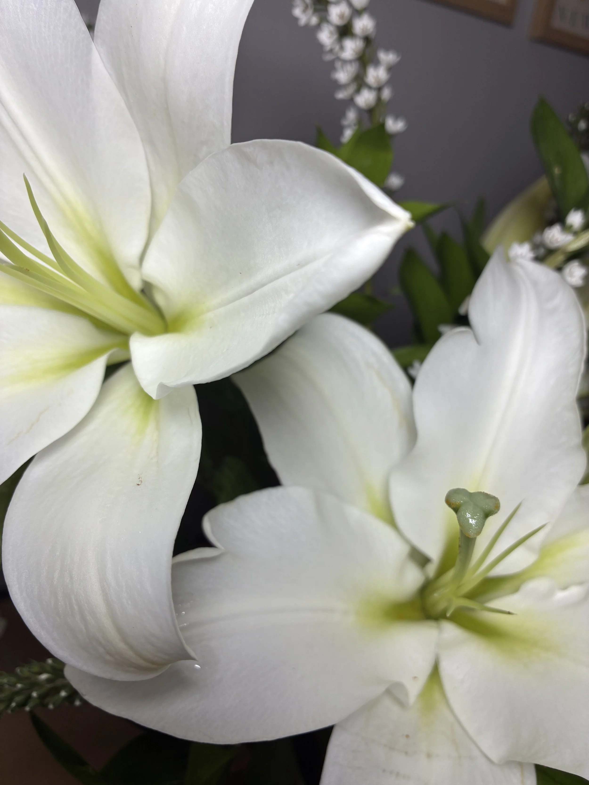 Flores a domicilio Madrid 24h | Betty and Brooke