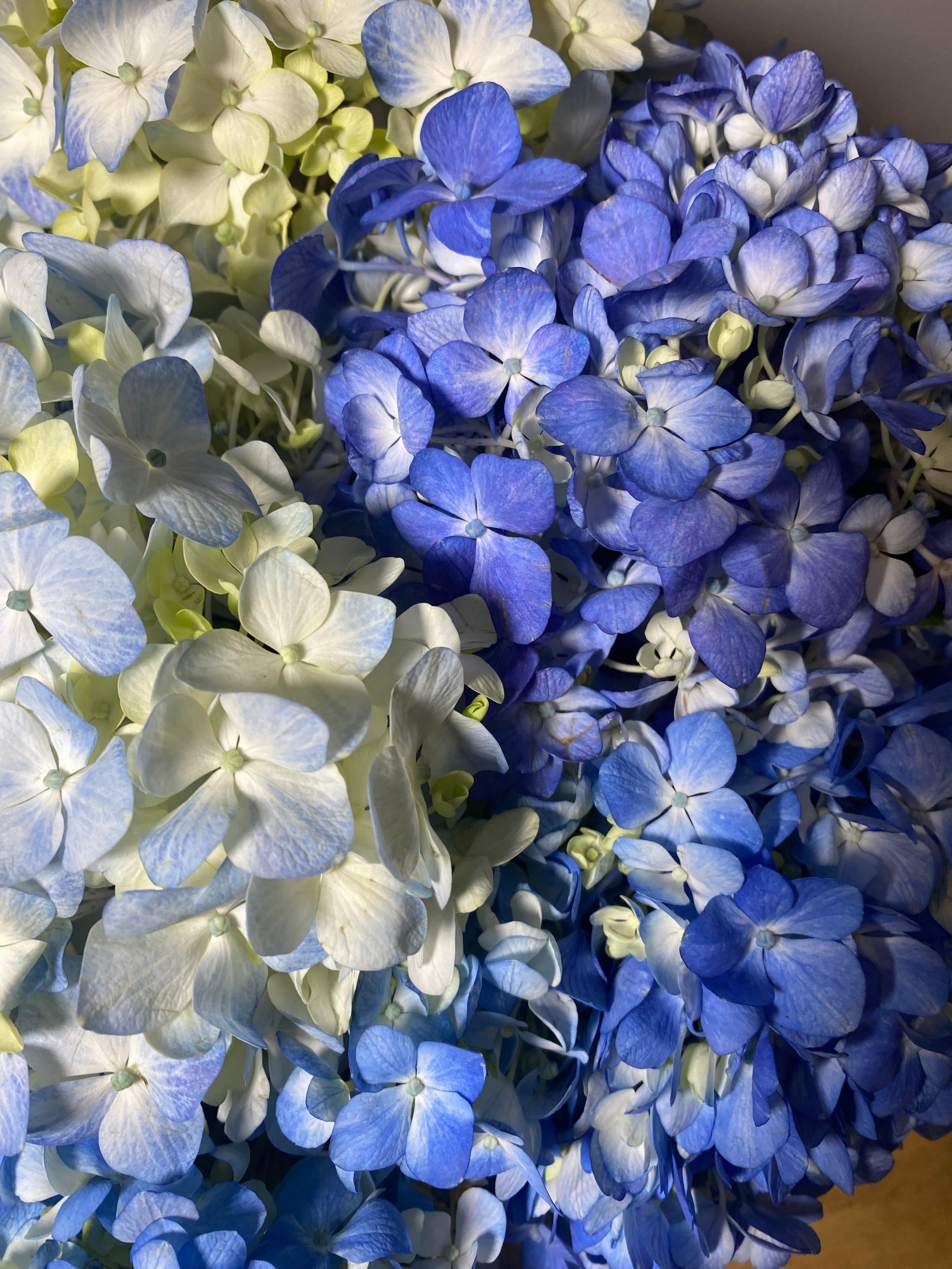 Hortensia fresca entrega Madrid