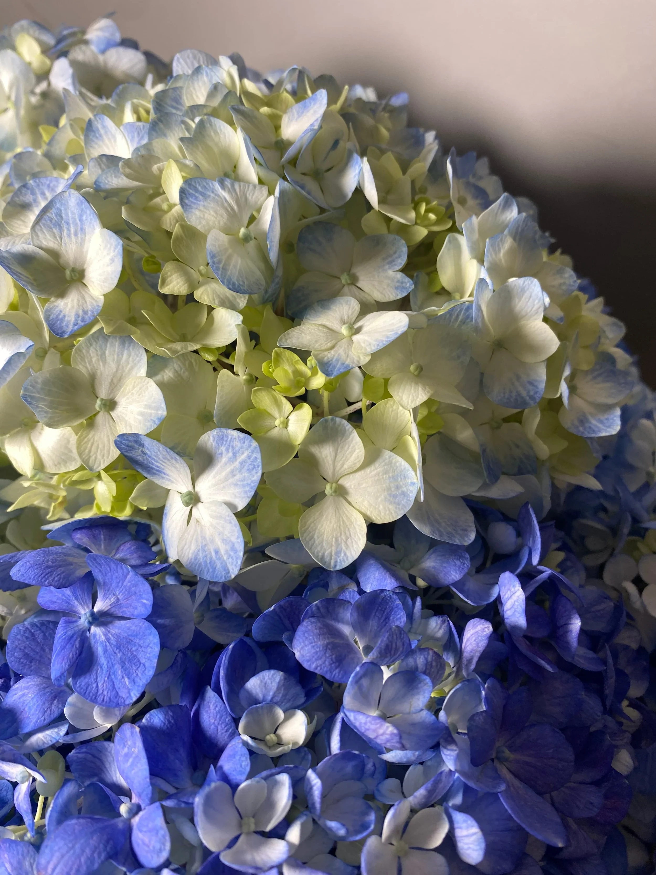 Hortensia fresca en Madrid
