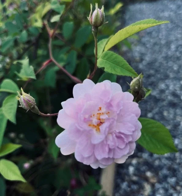 Erste Rose