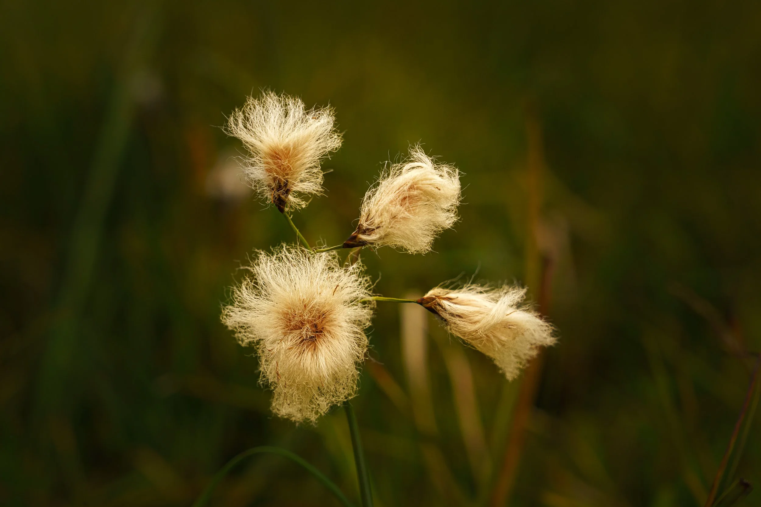 You would think a sheep got a little too close, but it is mere a Scheuchzer's cottengrass. In fall color.