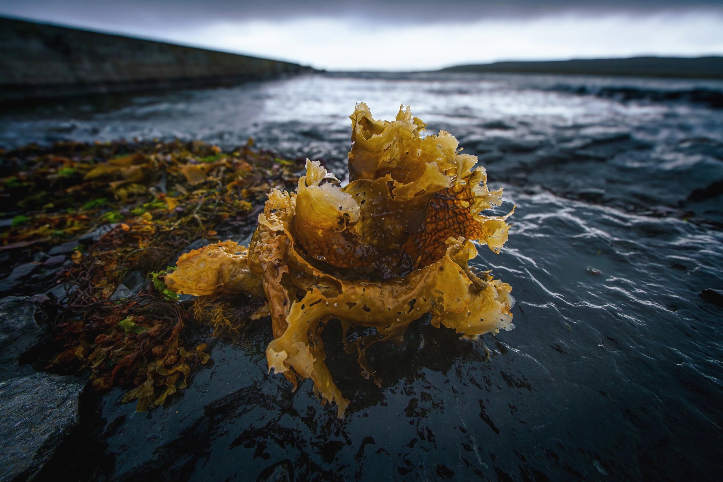 Seaweed sculpture created by the waves.