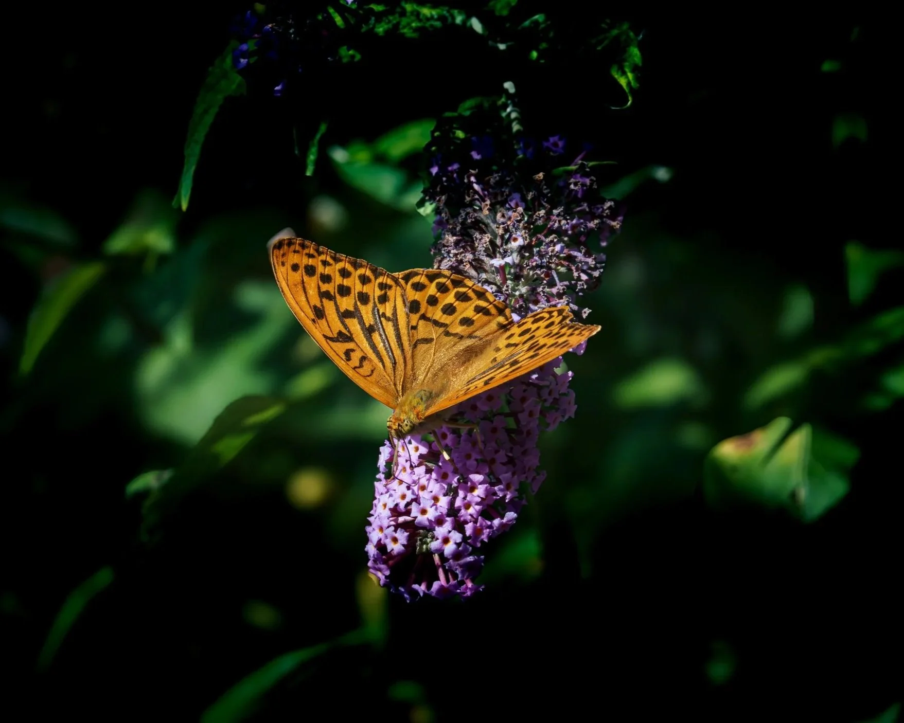 Dolomite butterflies