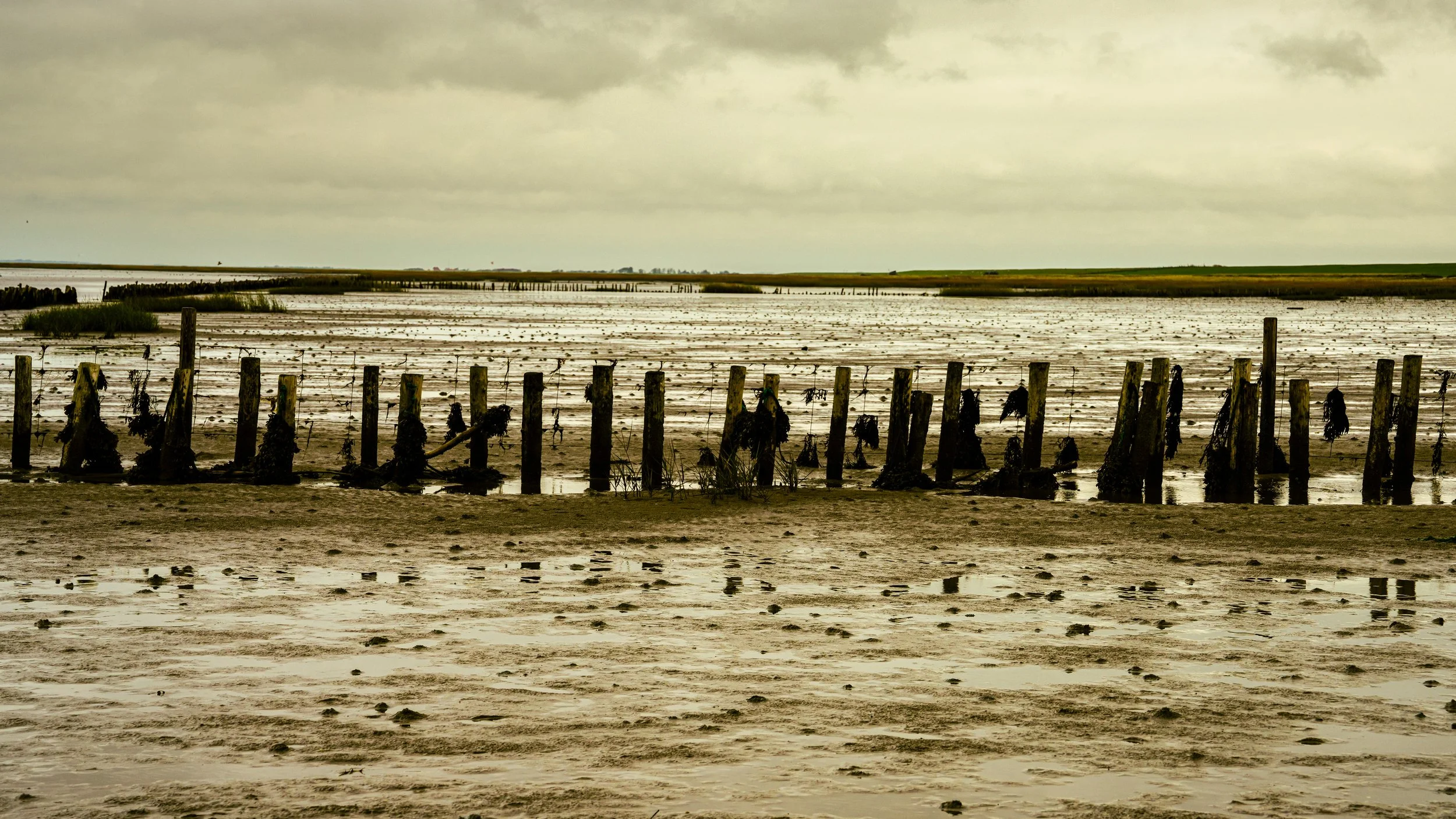 Sea bed during low tide - protected by kogs.