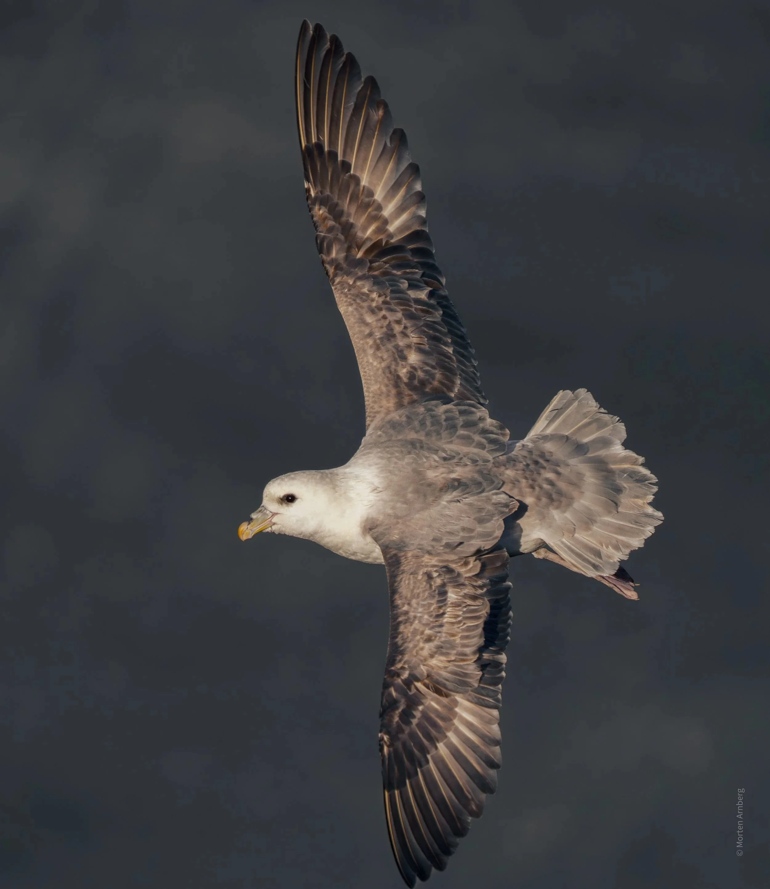 Animal Portraits
