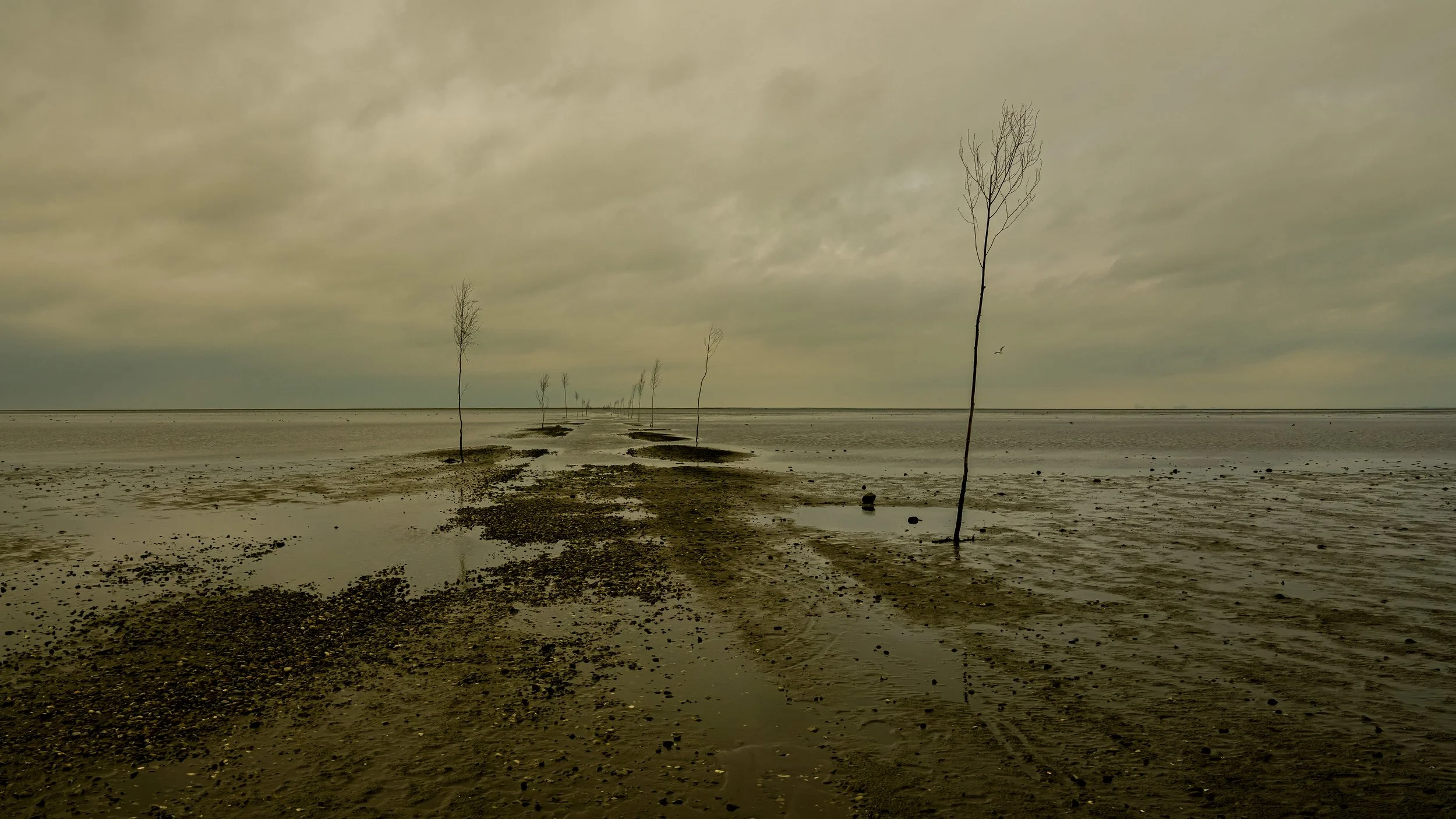 Wadden Sea