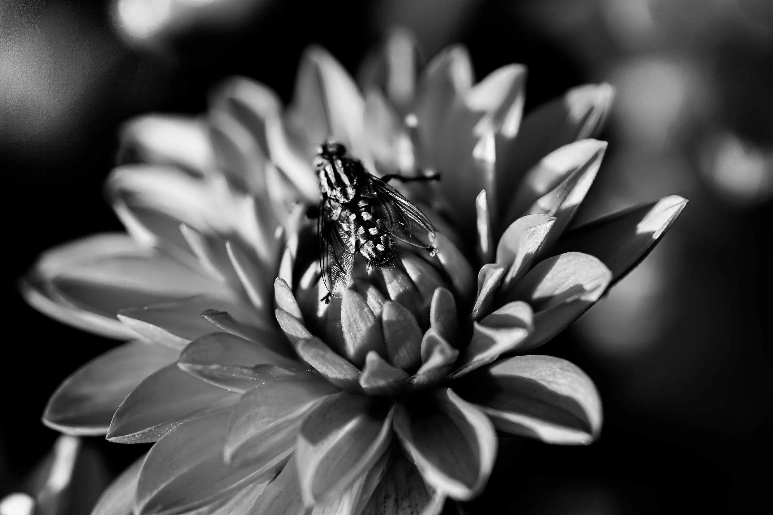 Life in detail