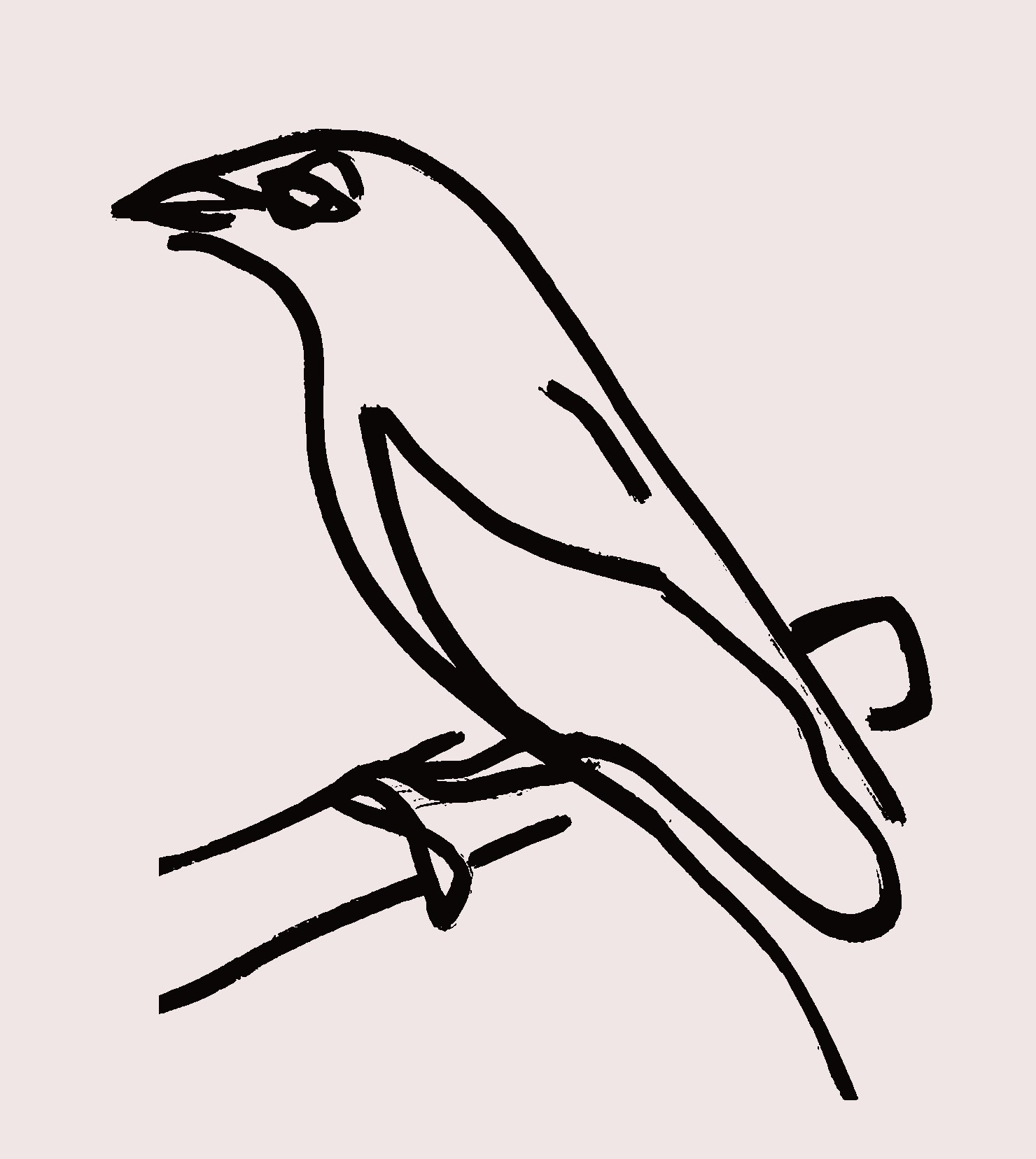 BCB vogel.png