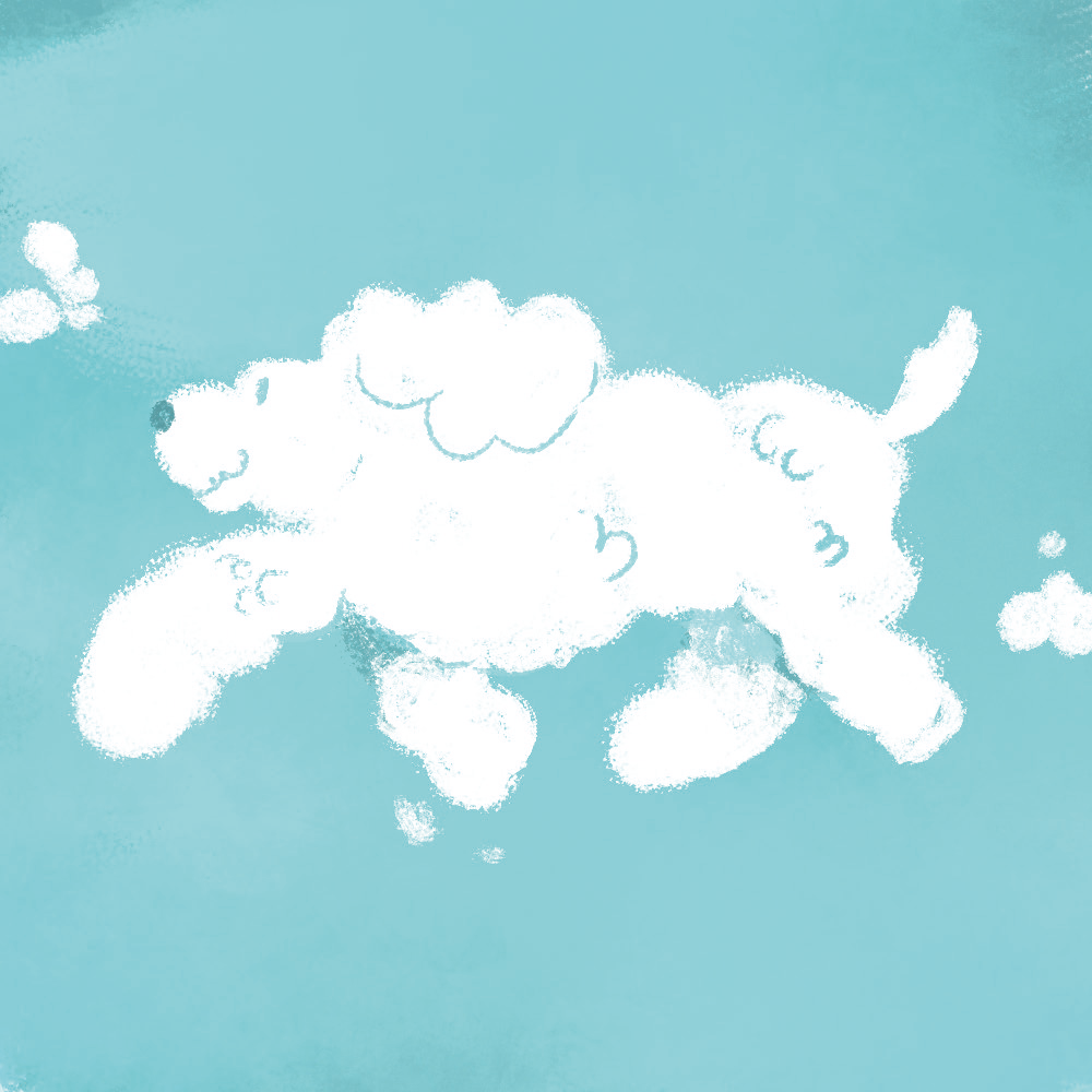 hond 1000pix.png
