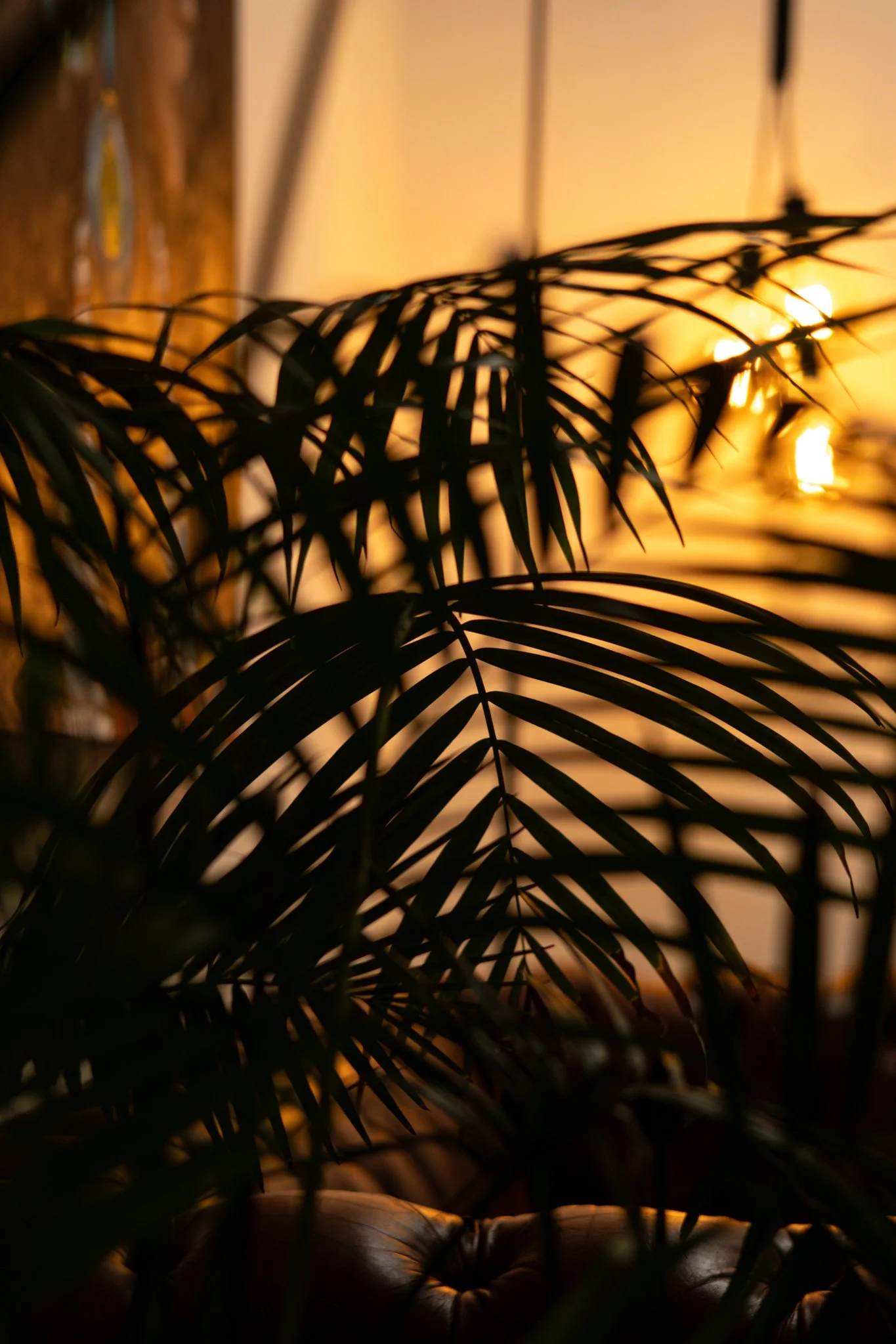 Close-up of silhouetted fern leaves in front of a blurred warm-toned background with glowing lights.