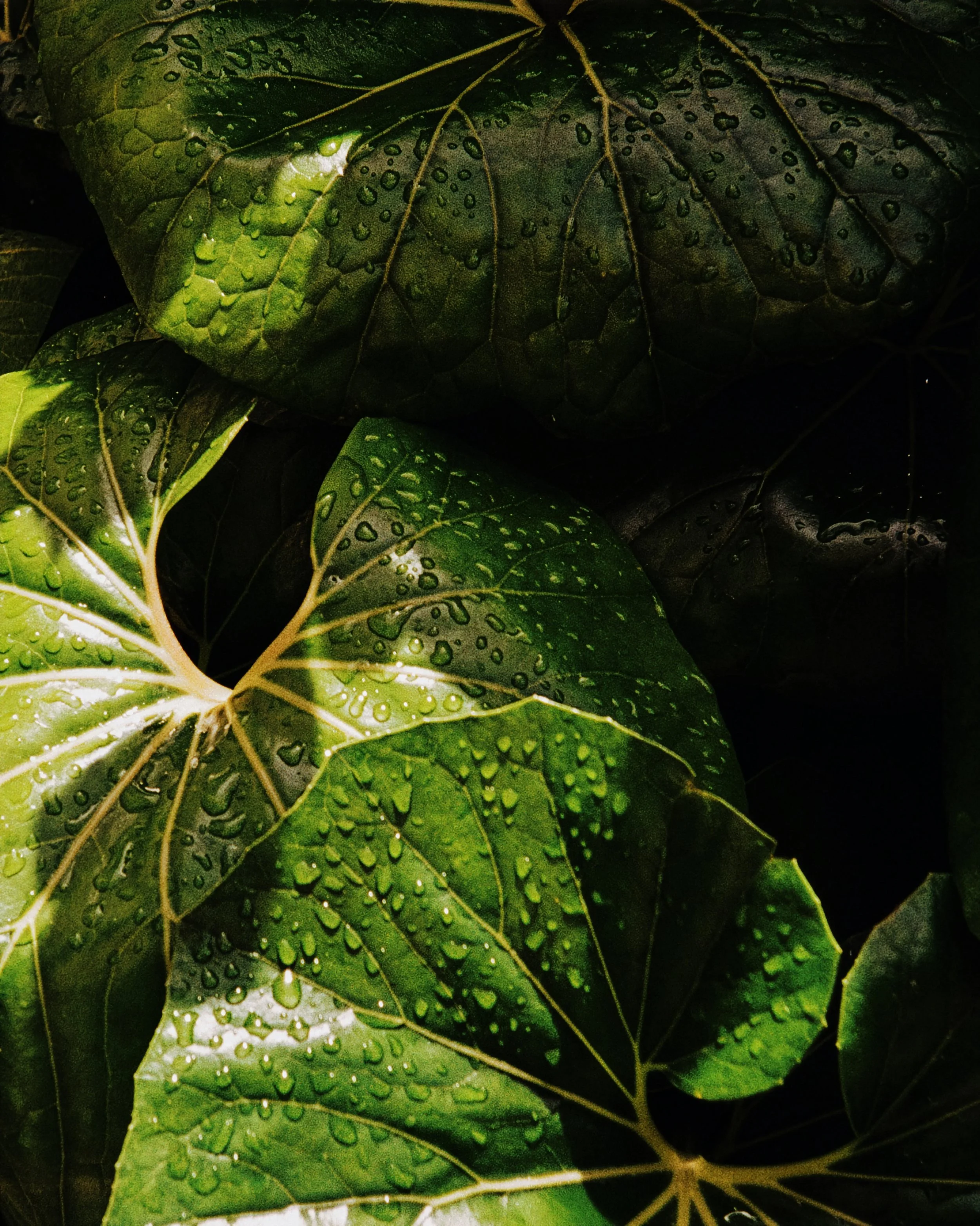 765855470030_VSCO-2-Firefly-Upscaler-2x-Skalierung.jpg