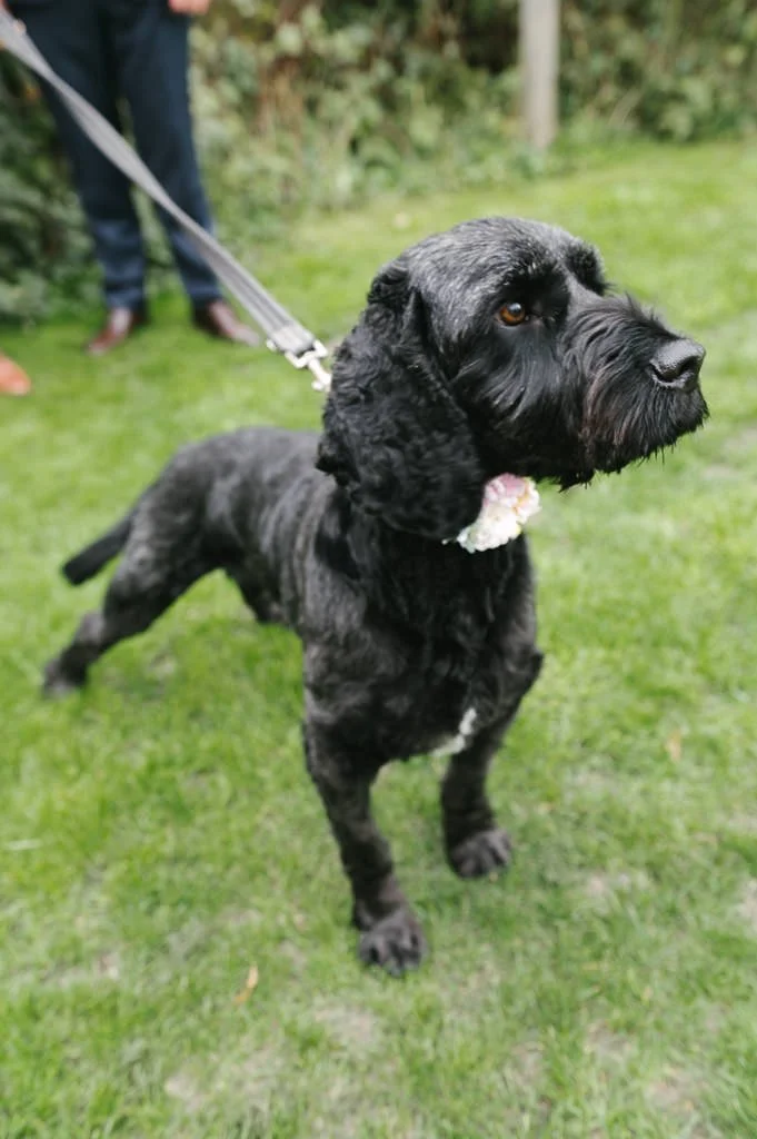 Ruby and Ben's dog at the wedding ceremony