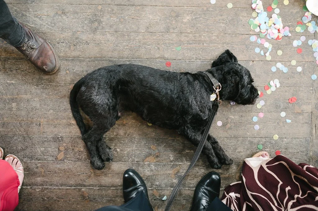 Dogs at wedding ceremonies