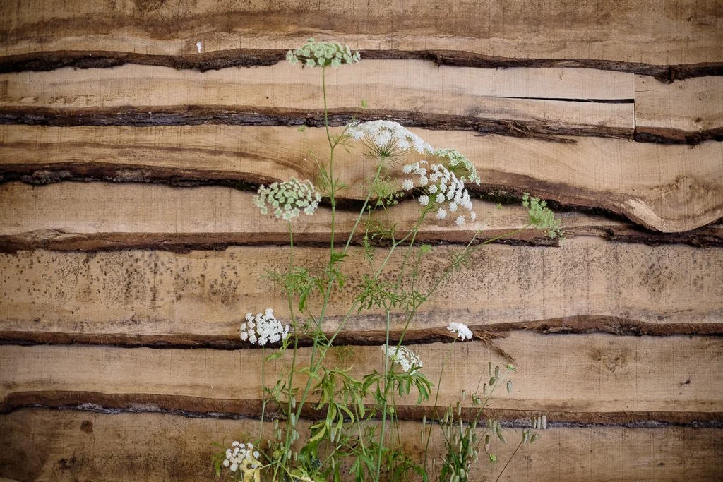 Flowers against a wooden wall