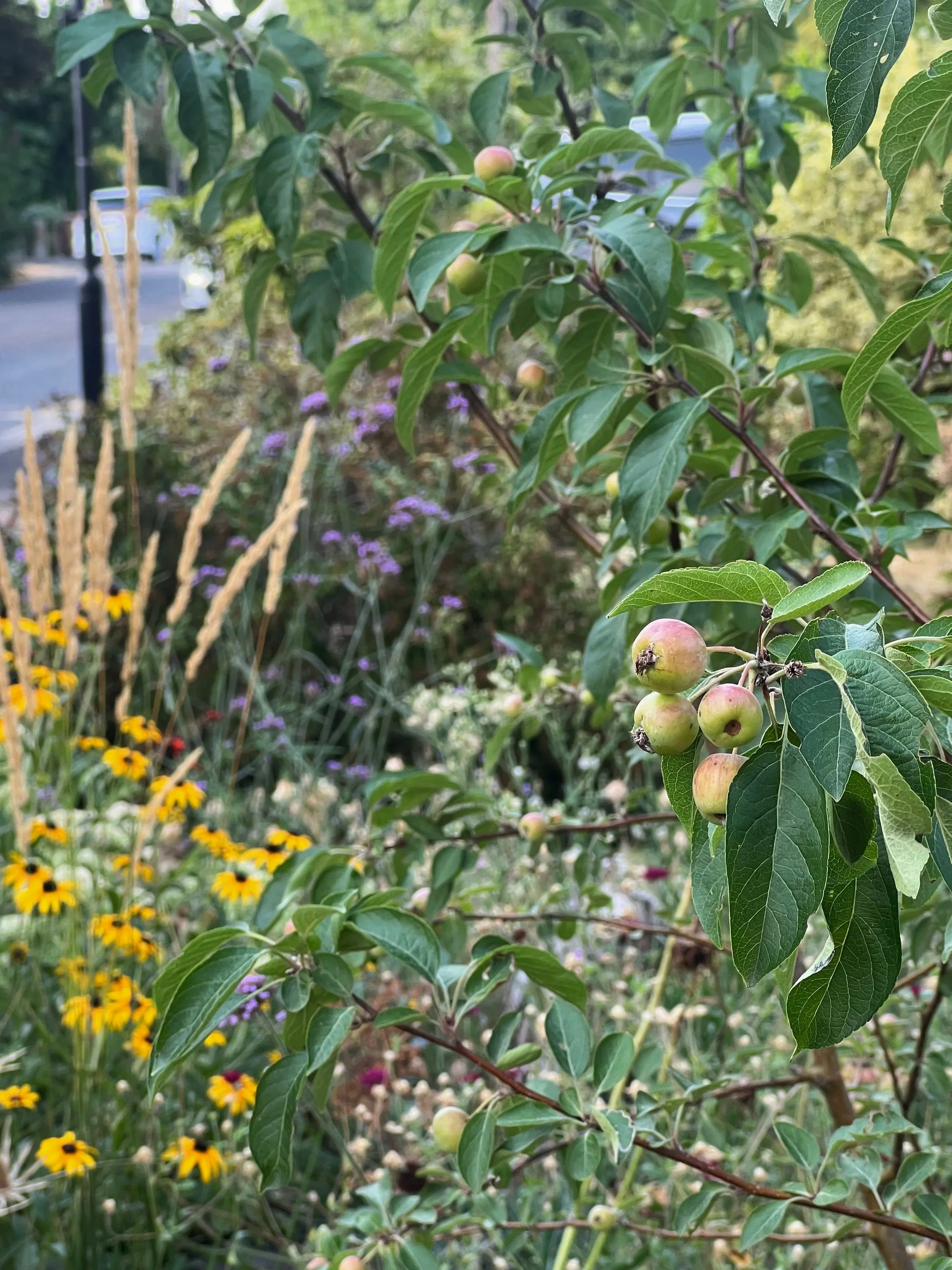 London front garden, crab apple tree, ornamental grasses, rudbeckia 