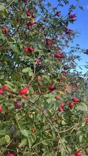 What to do in the garden this month: October 