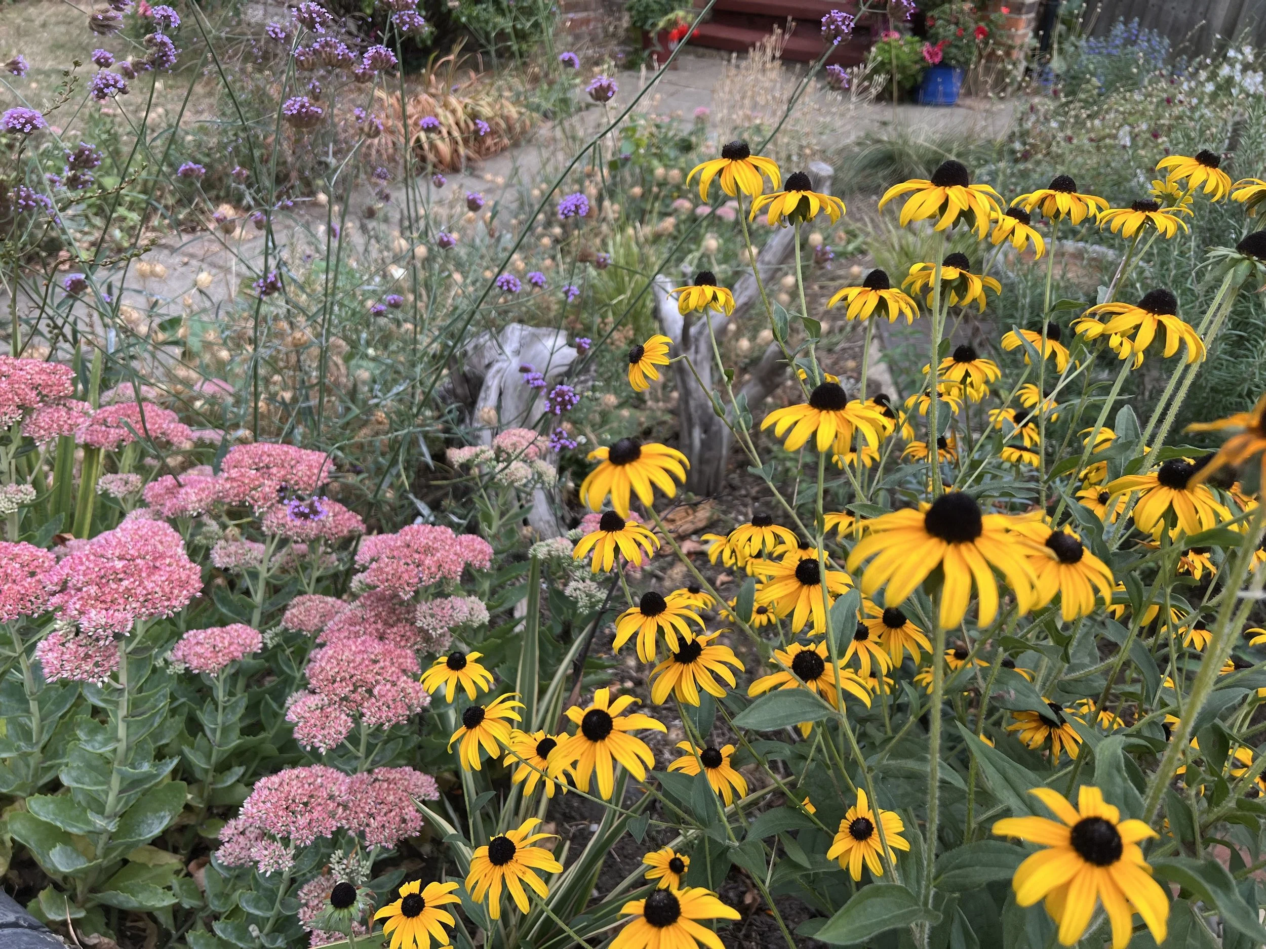 Late summer colour in the garden, yellow rudbeckia, pink sedum and purple Verbena 