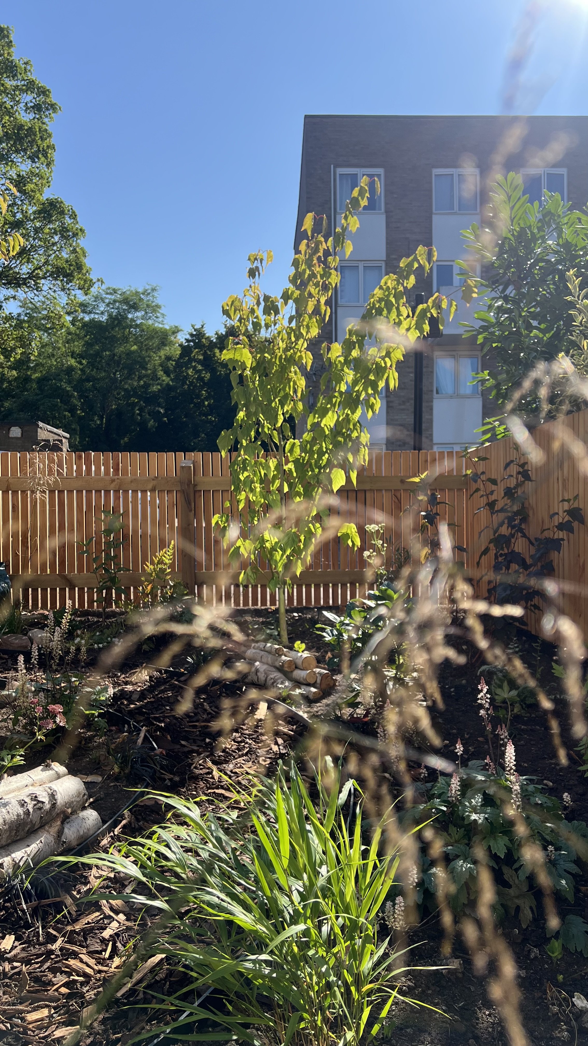 East London, woodland front garden