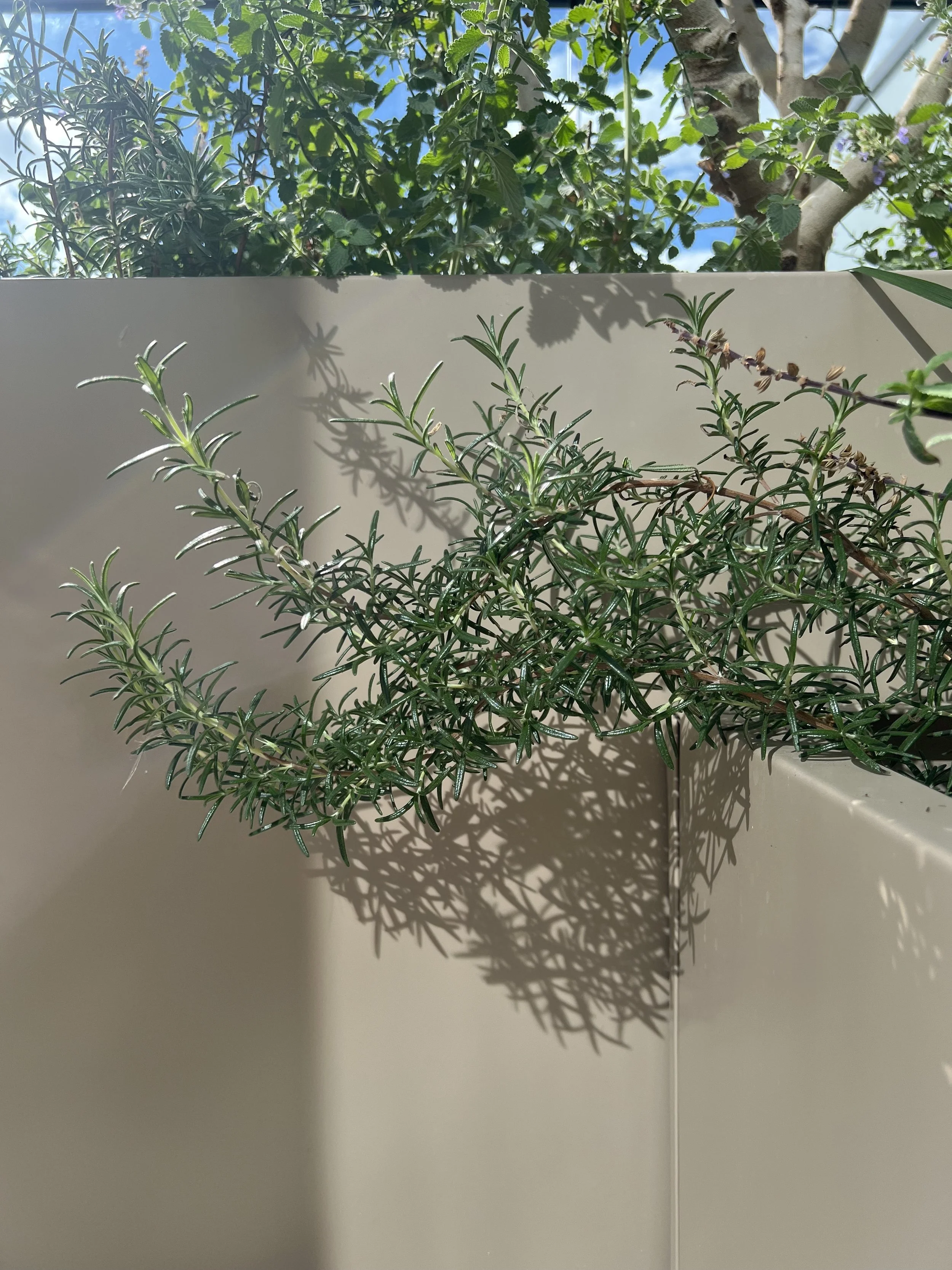 IMG_6953.jpeg
