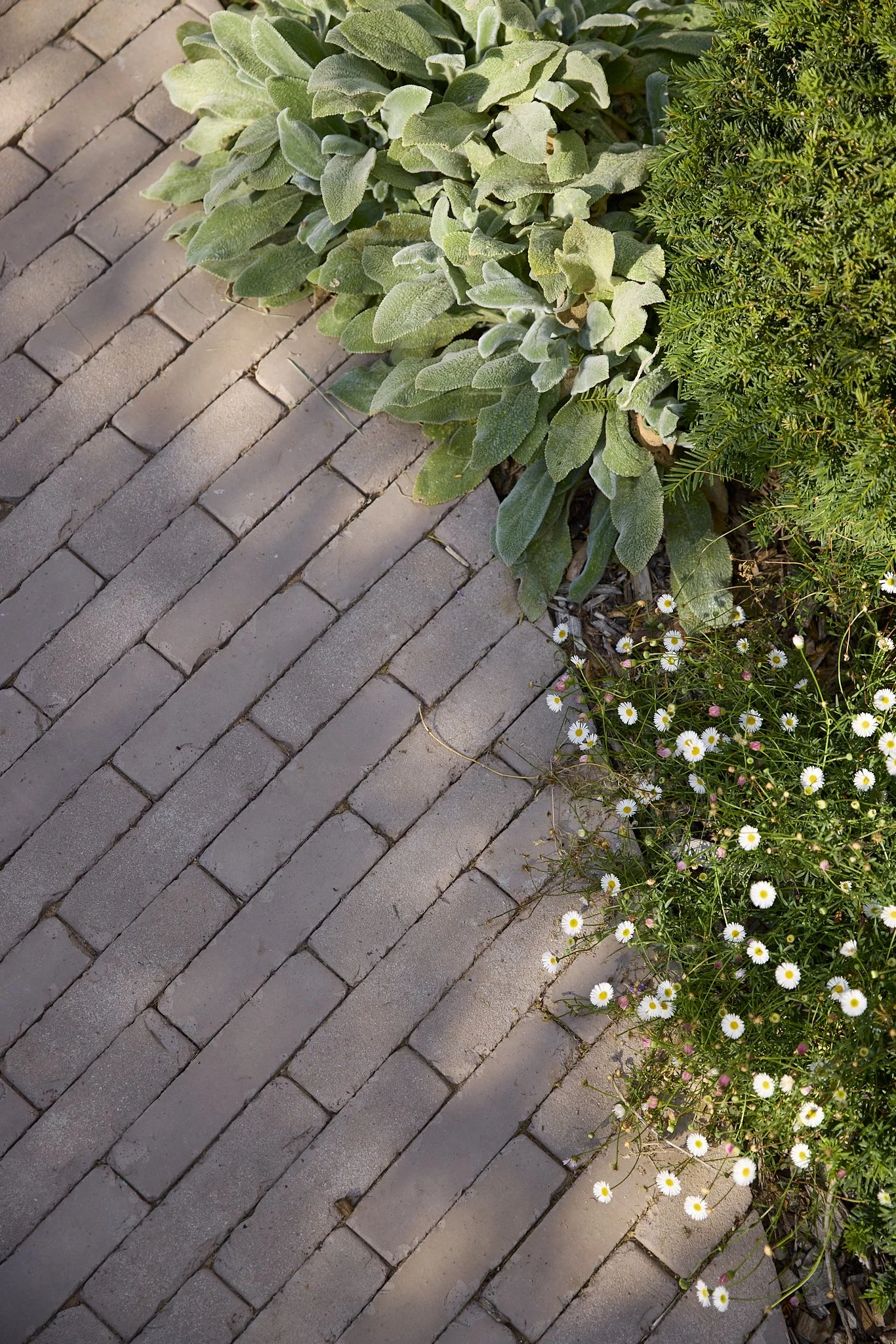 260805_Lucy_June_Gdn_Avon_Rd_00094_Webres.jpg