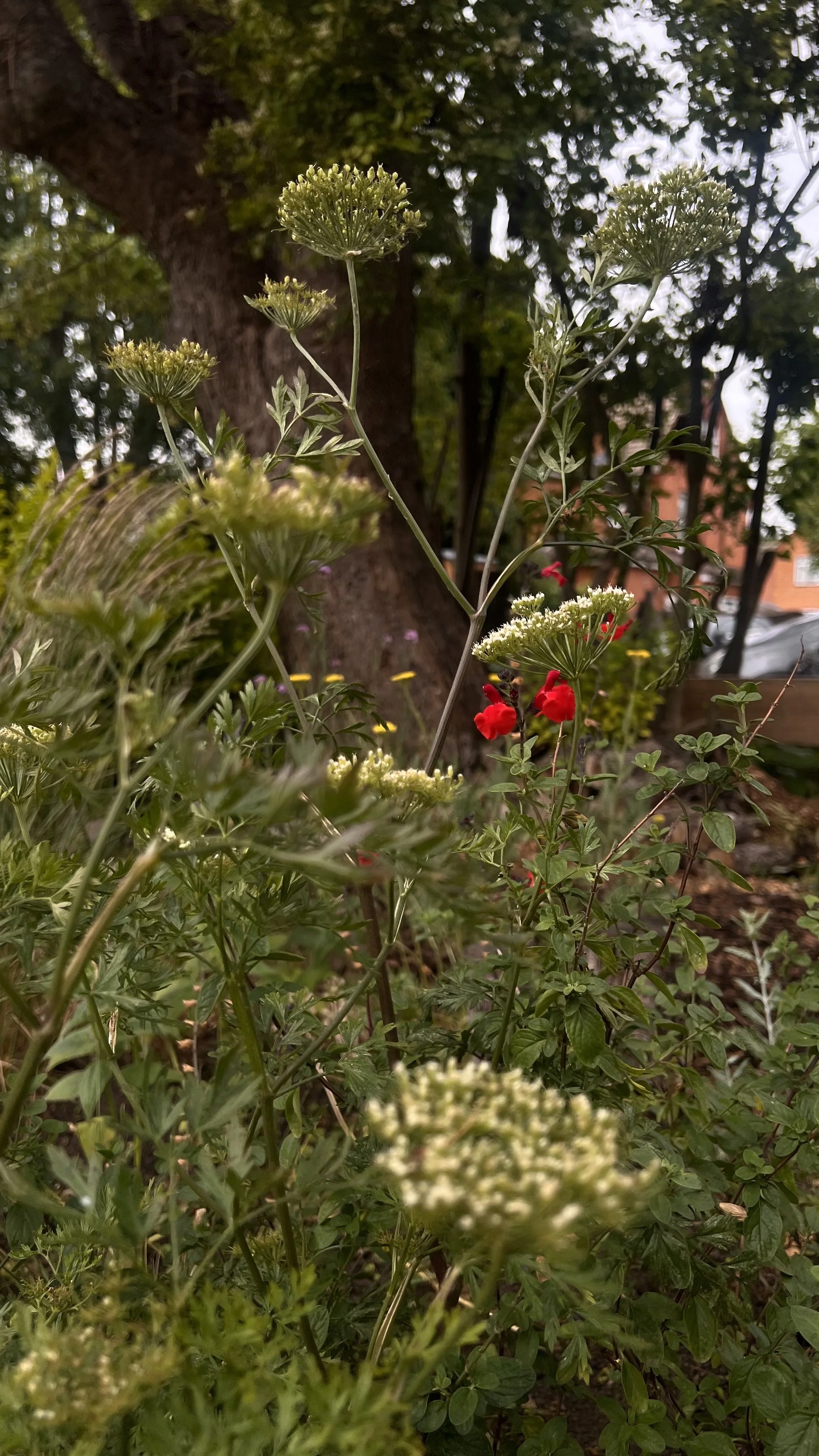 IMG_4002.jpeg