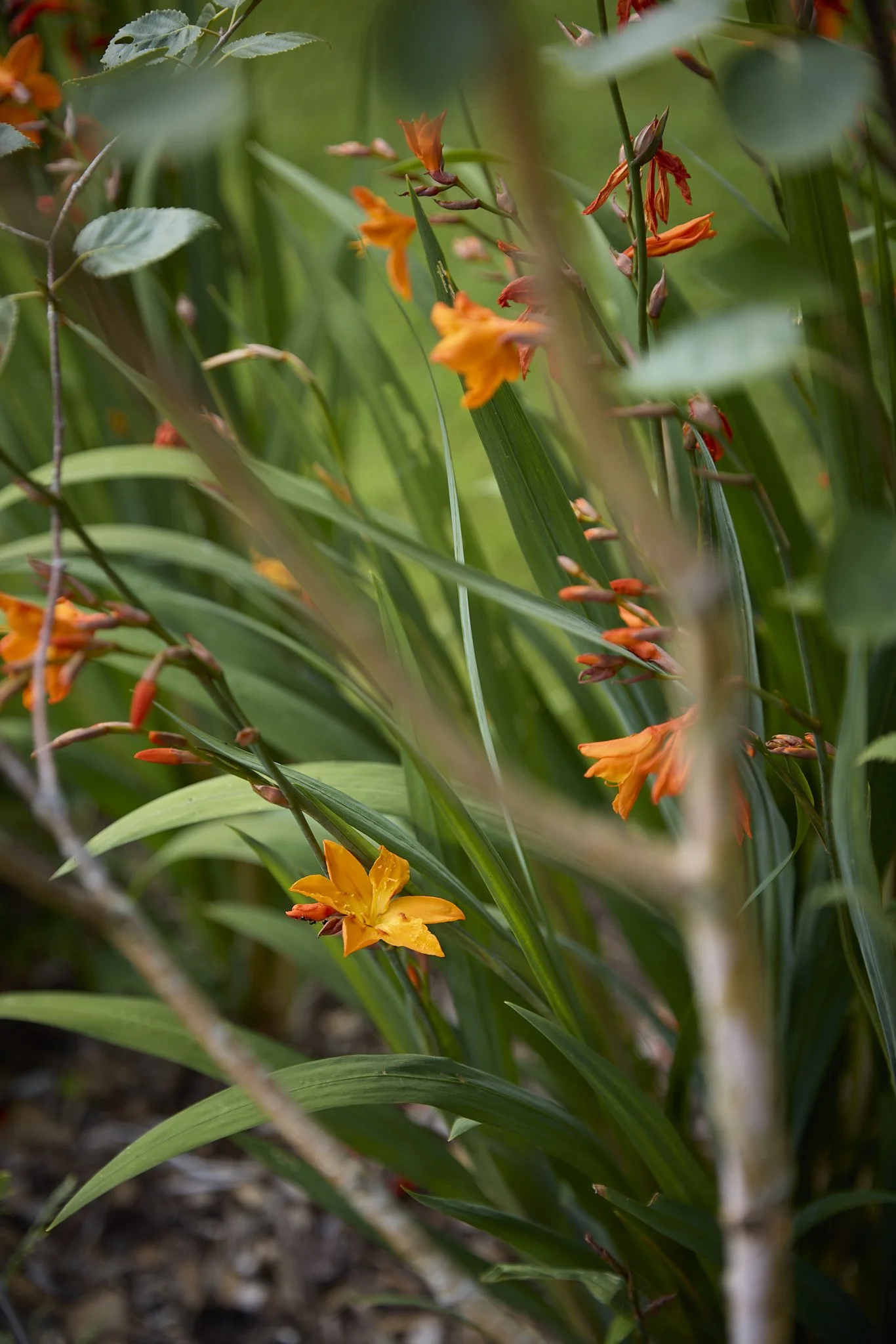 260805_Lucy_June_Gdn_Avon_Rd_00508_Webres.jpg