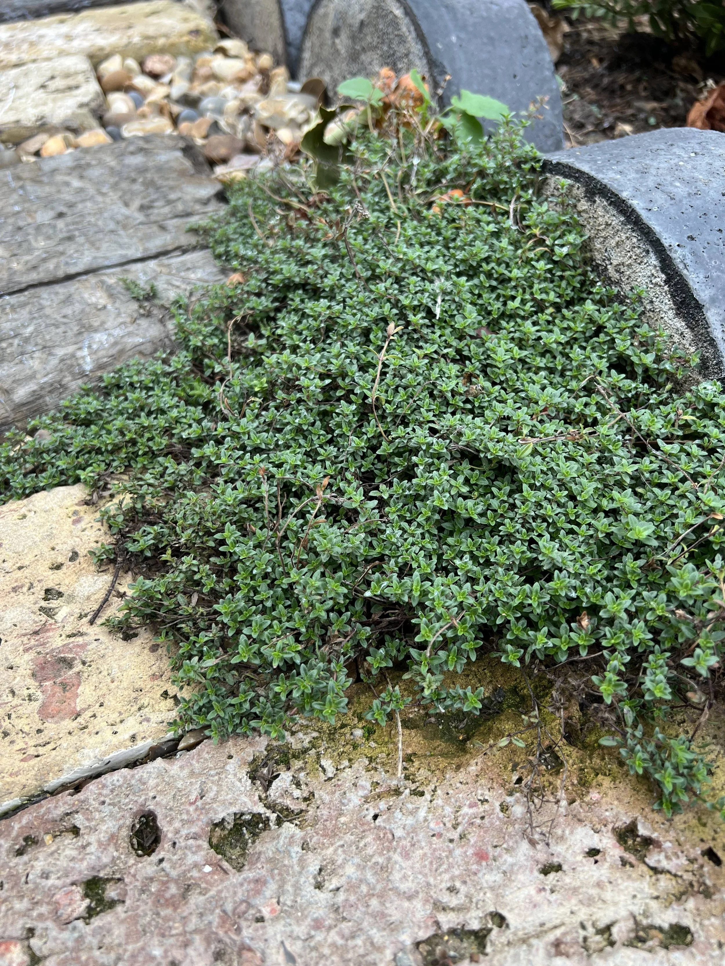 Creeping thyme between reclaimed brick path