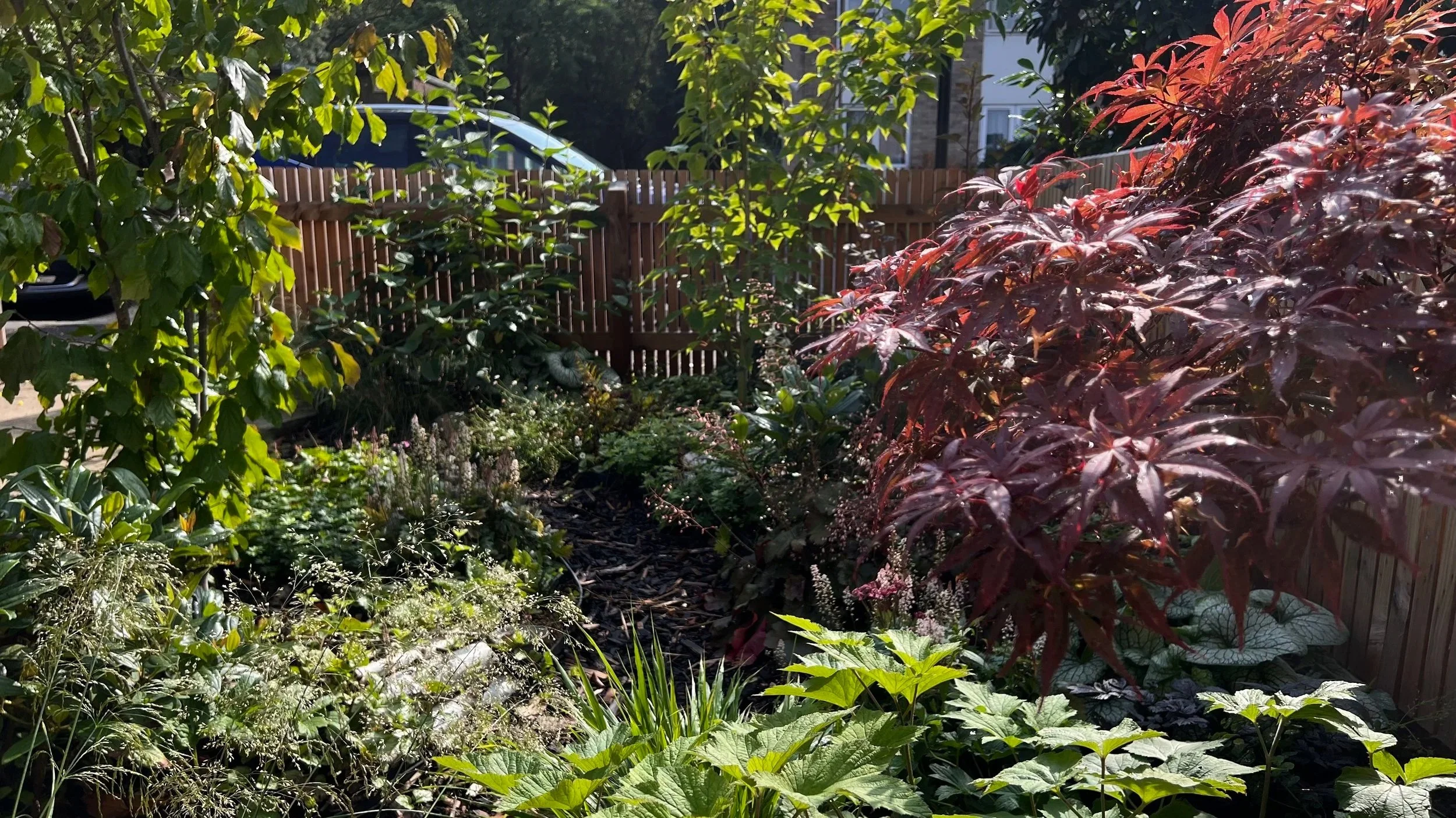 East London, woodland front garden