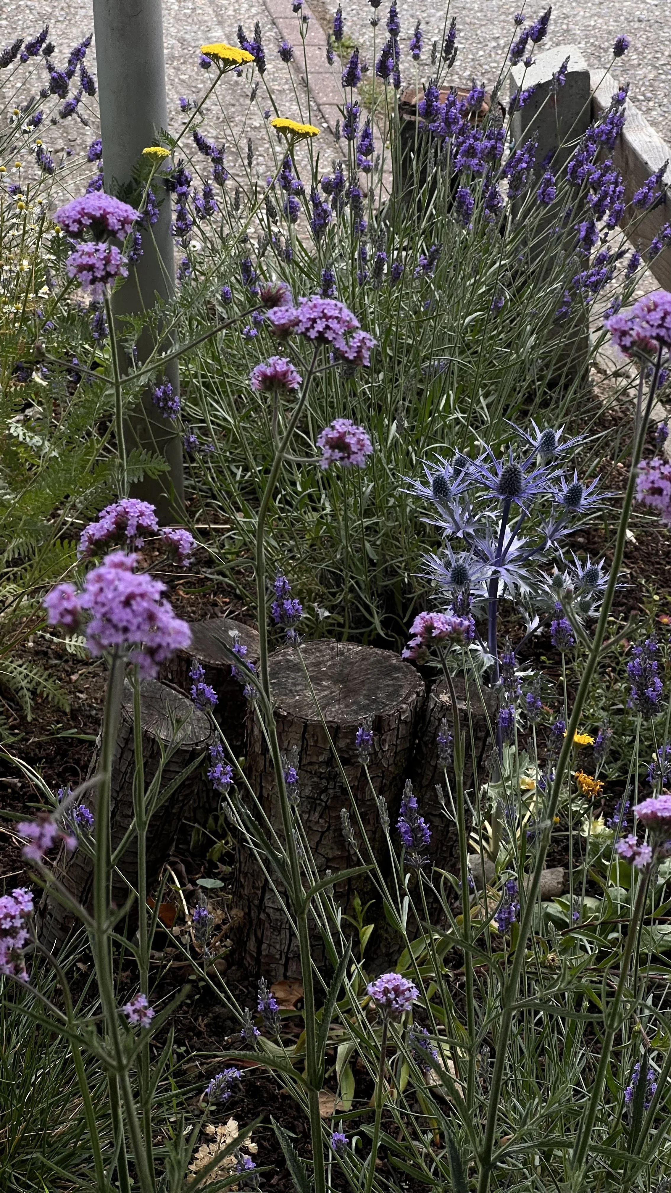 IMG_4007.jpeg