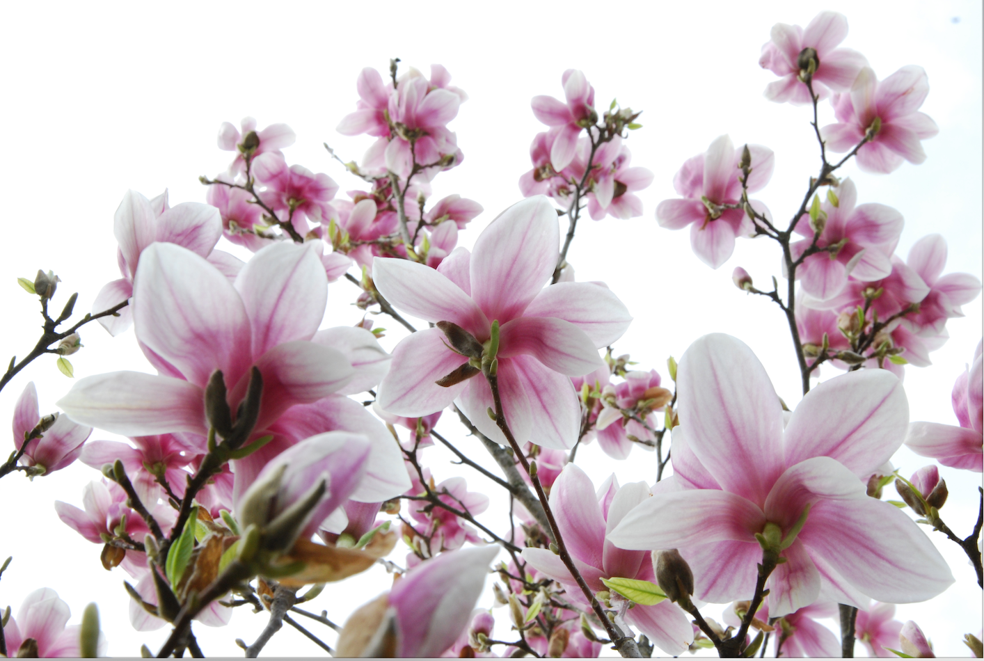 blüte.png