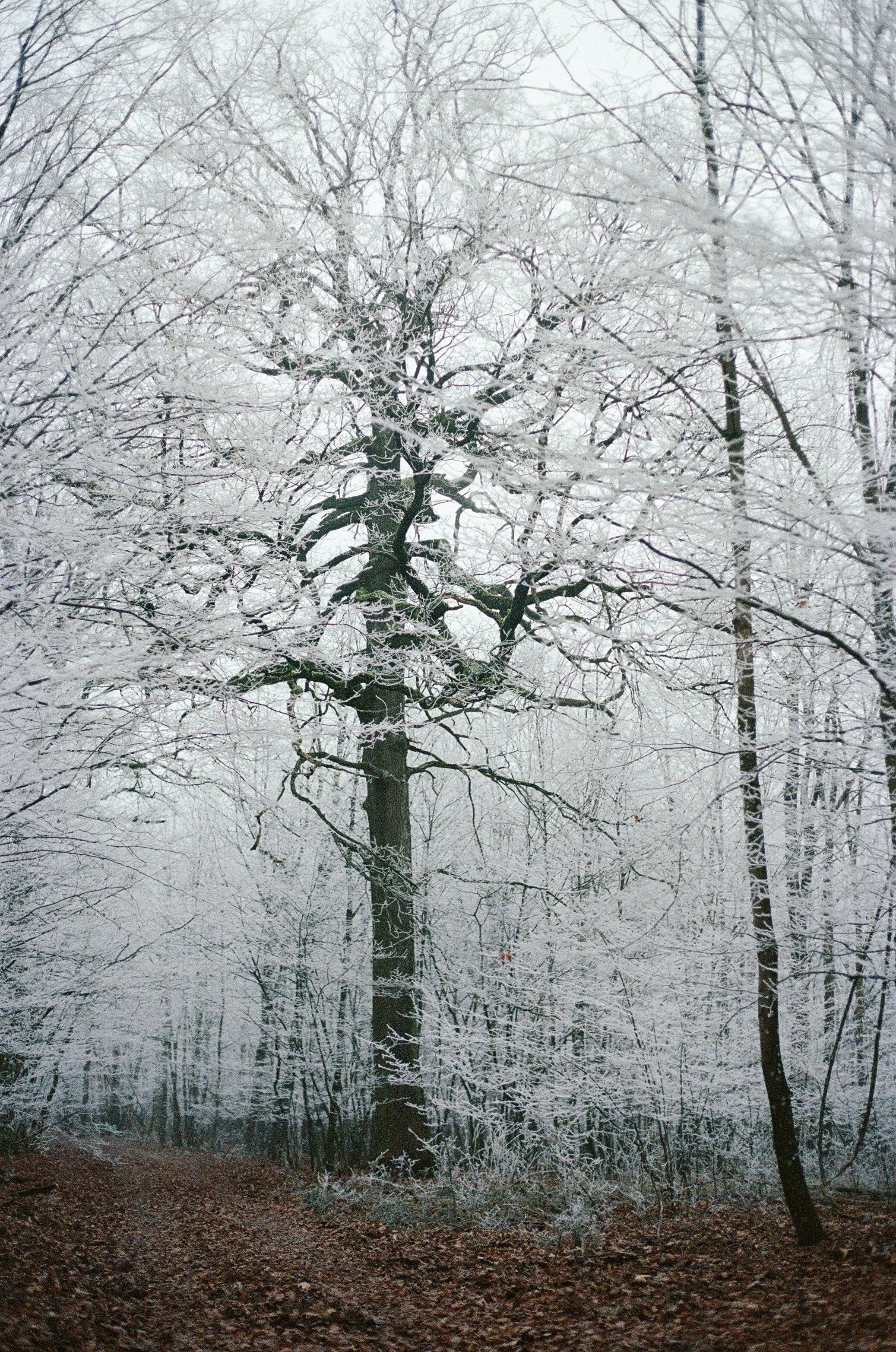 Ein verschneiter Wald mit Bäumen, die Schnee auf ihren Zweigen tragen, und einem schmalen Weg im Vordergrund.