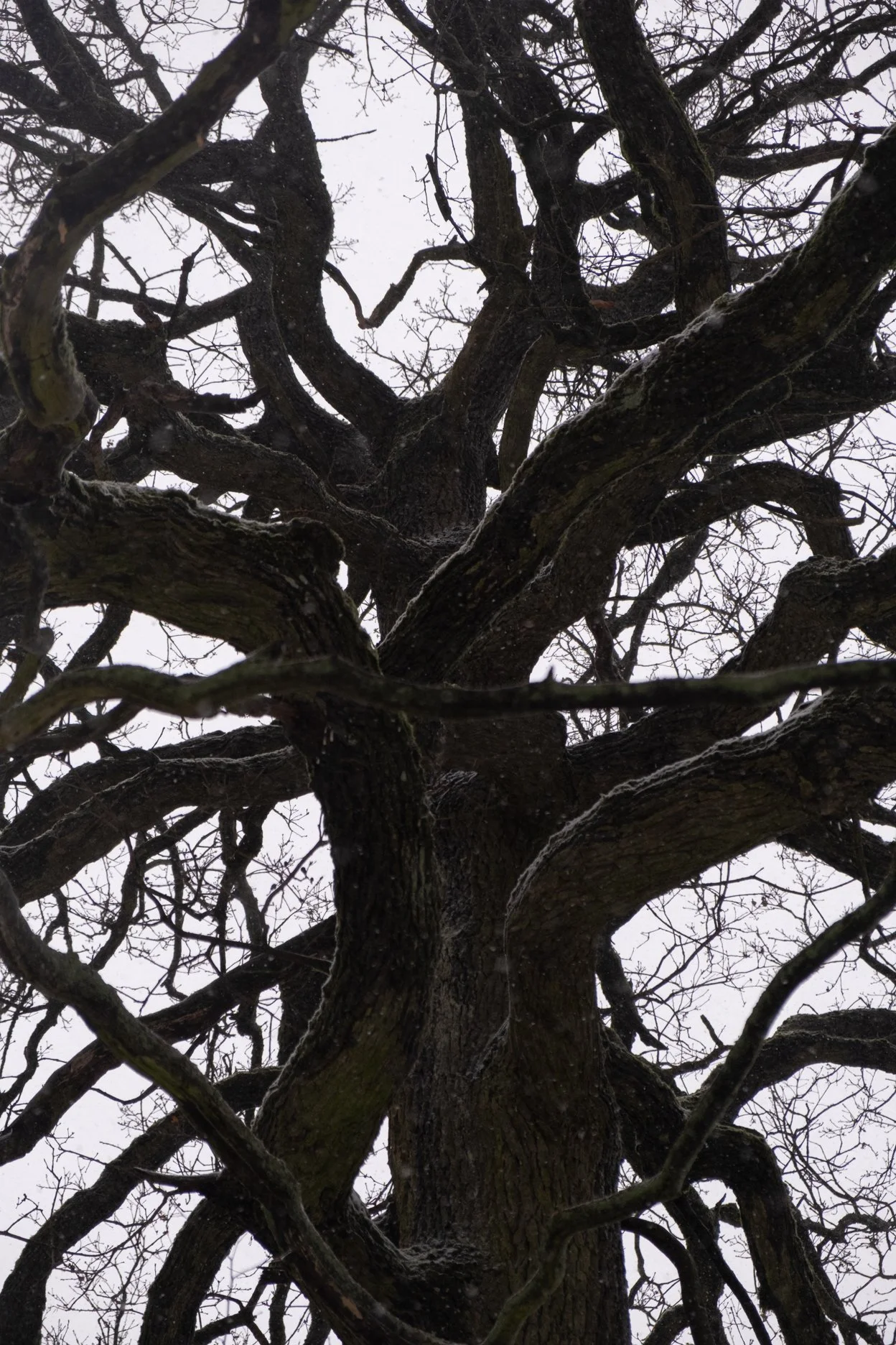 Ein Blick nach oben auf einen Baum mit dunklem, verzweigten und nacktem Astwerk gegen einen grauen Himmel.