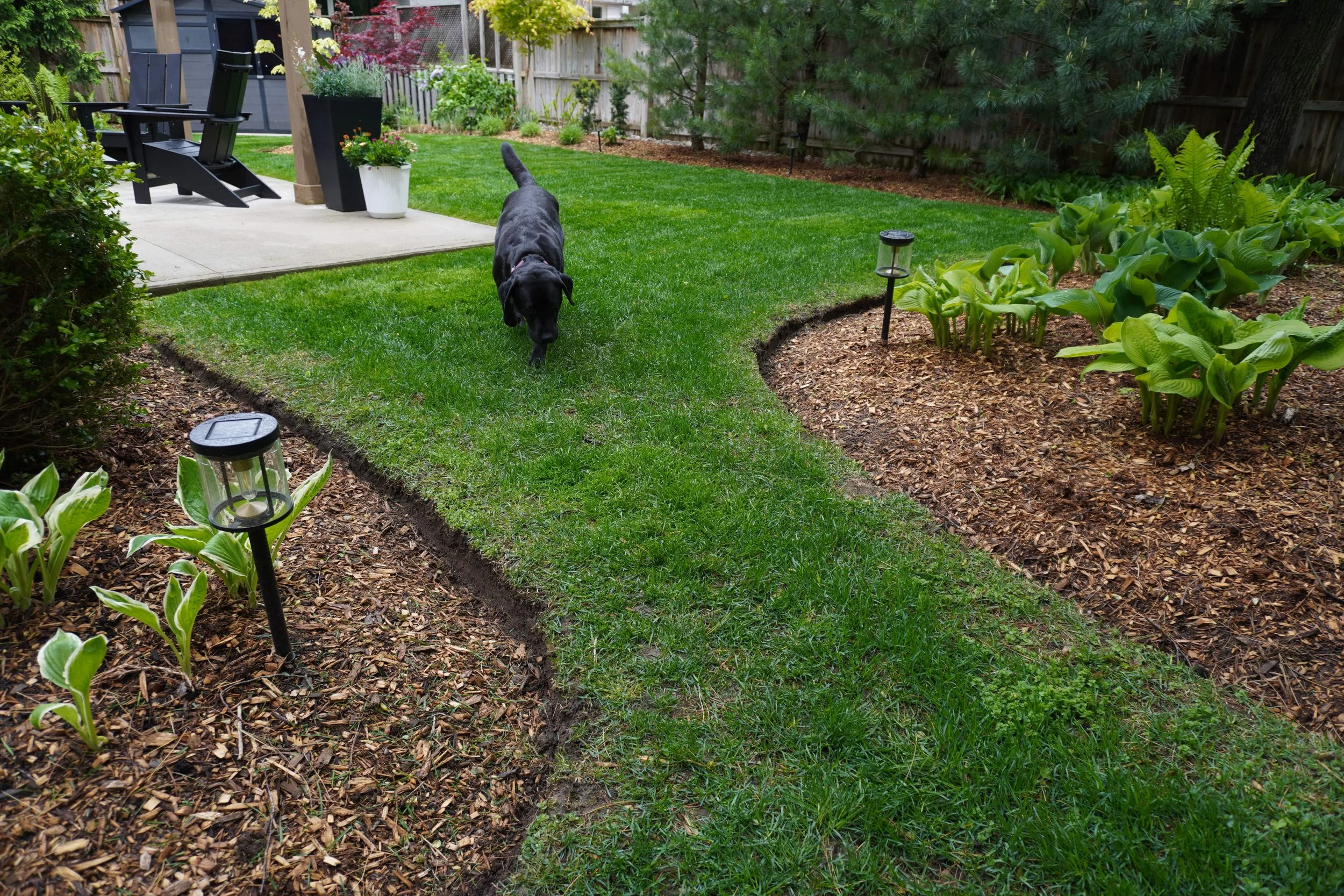 A backyard garden with a paved patio, black outdoor seating, potted plants, and a green grassy area. A black dog is walking along the grass, surrounded by garden beds with mulch and lush green plants, under a fence with trees and shrubs.