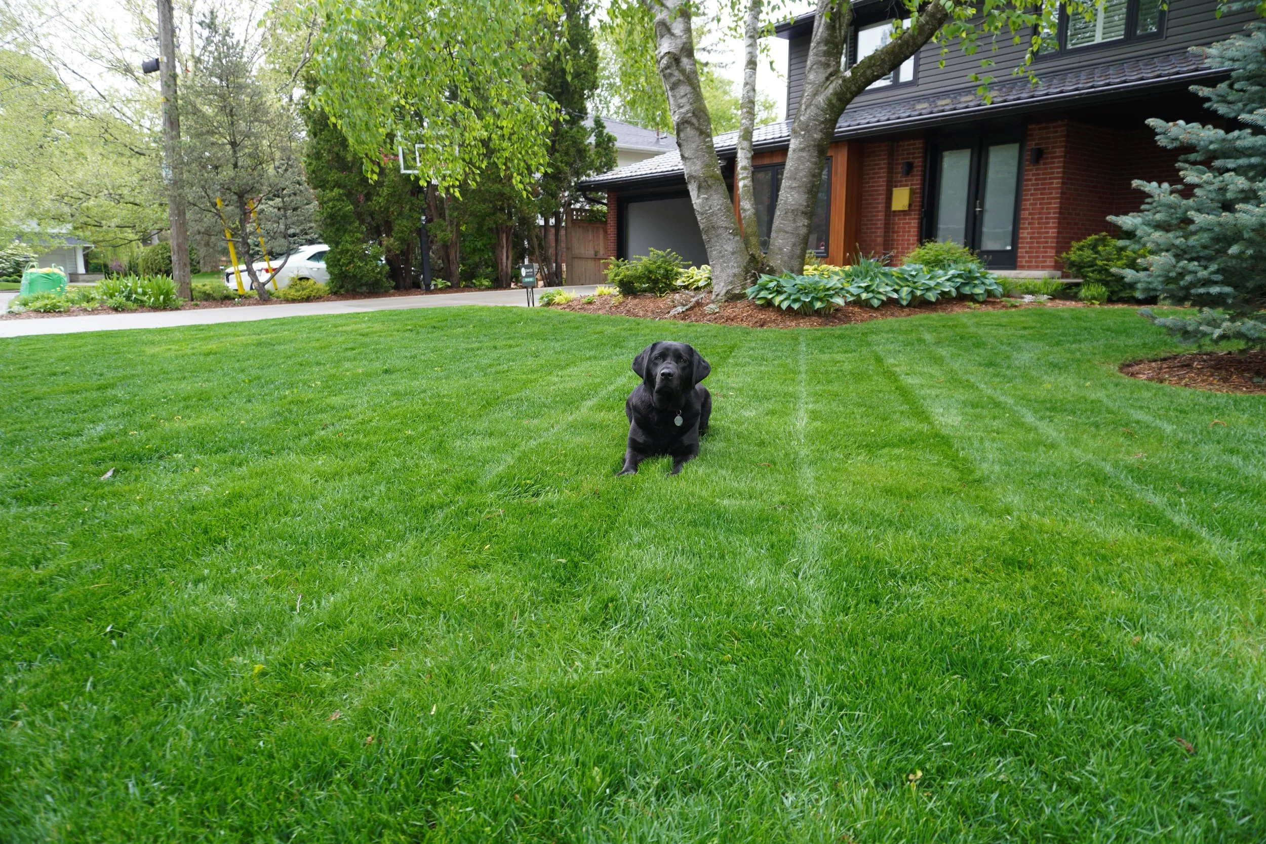 A black Labrador retriever dog sitting on a neatly mowed green lawn in front of a house with a brick exterior and large trees.